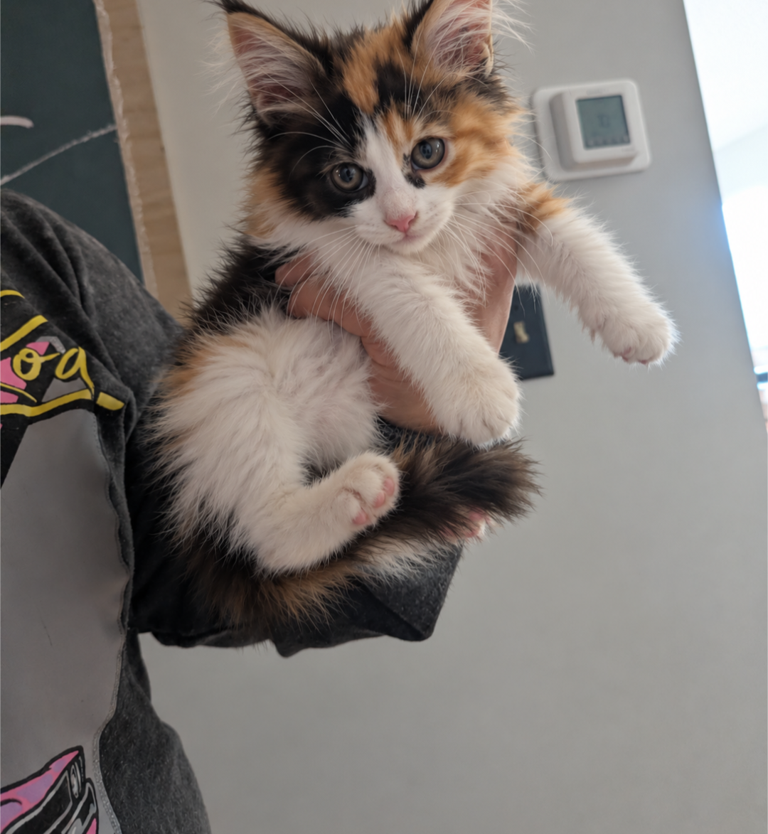 Maine coons image 1