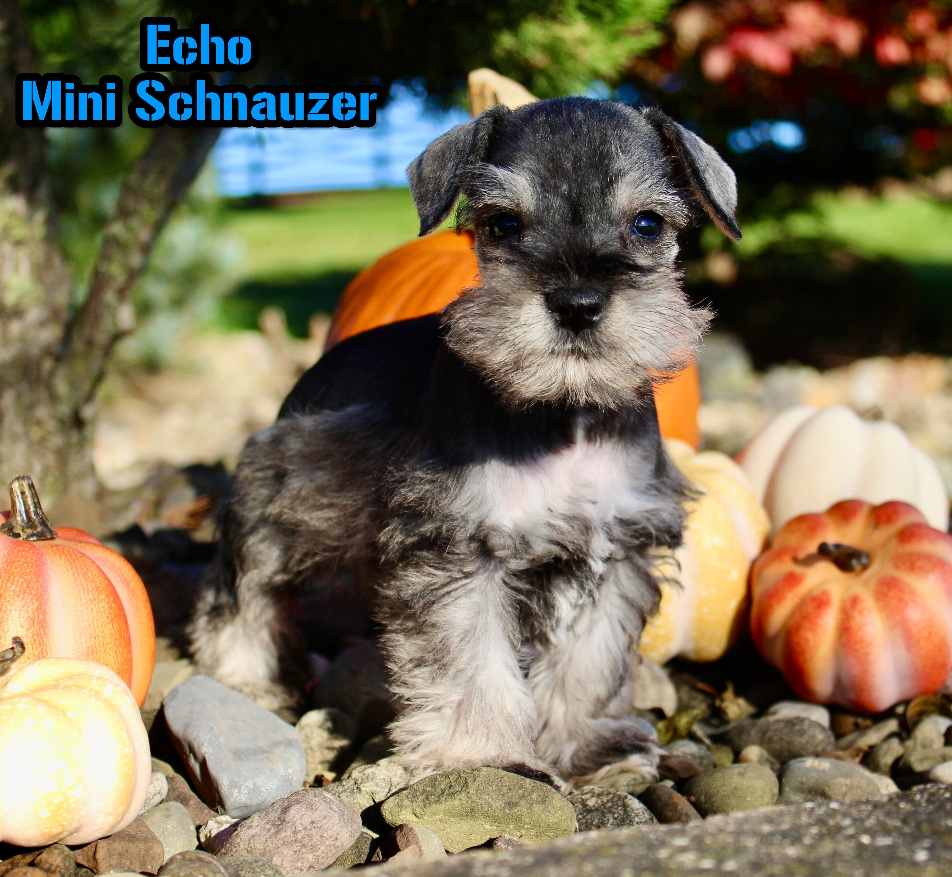 Echo Male AKC Mini Schnauzer image 1
