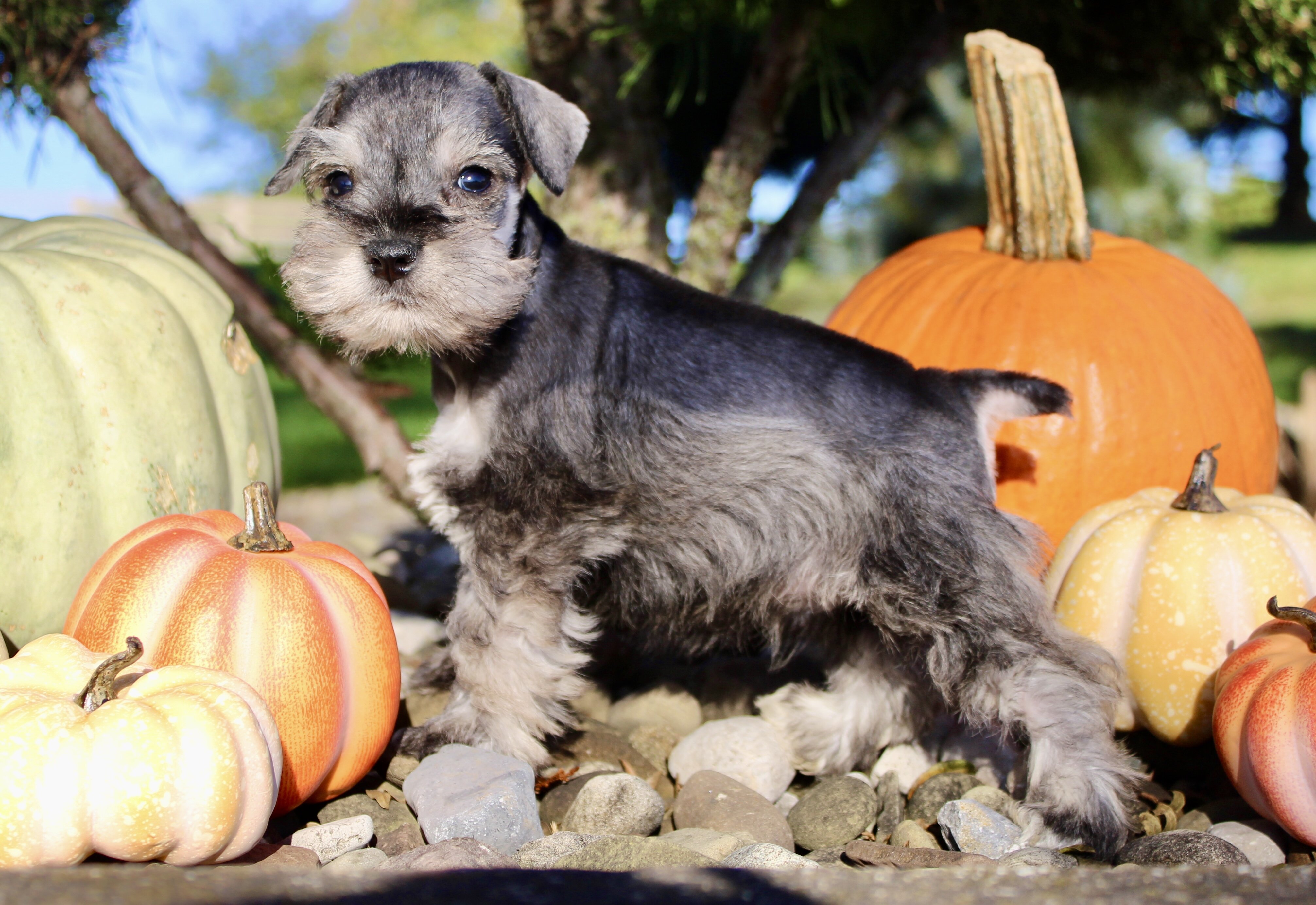 Echo Male AKC Mini Schnauzer image 6