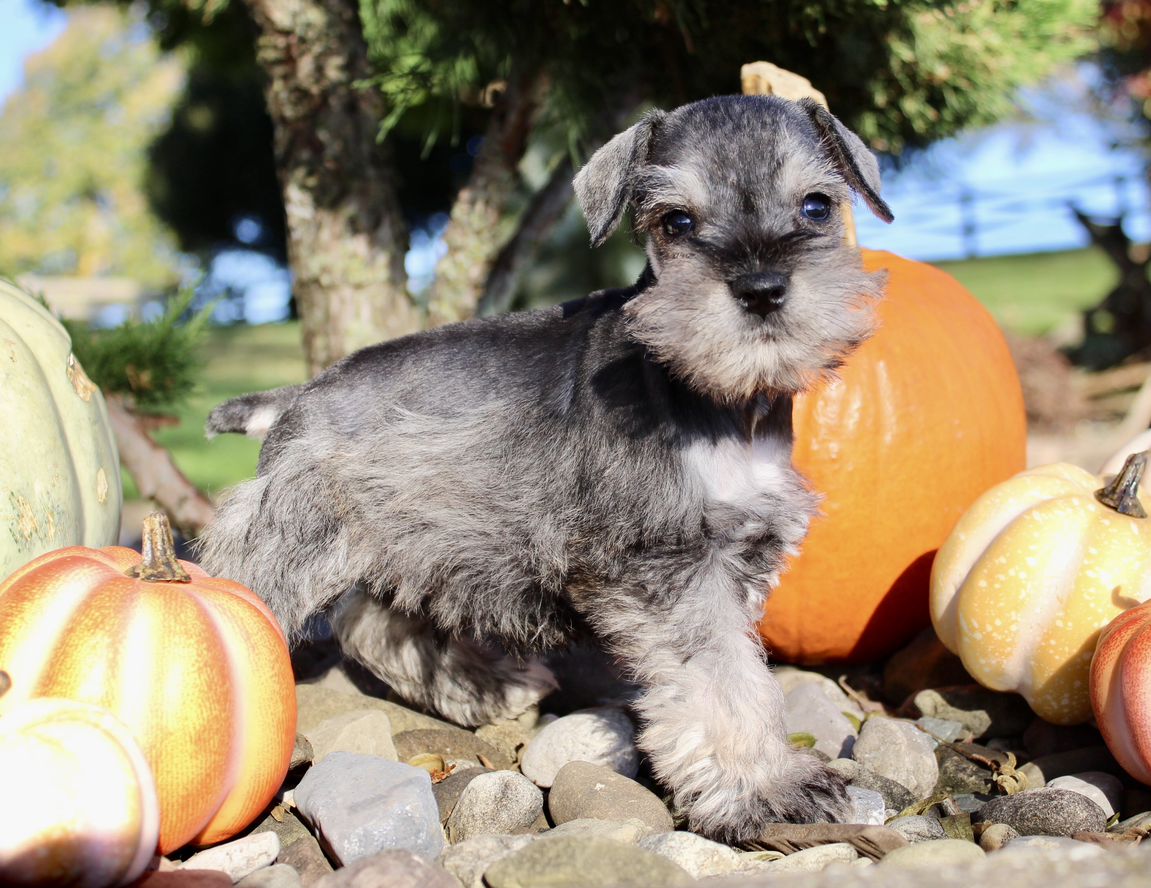 Echo Male AKC Mini Schnauzer image 7