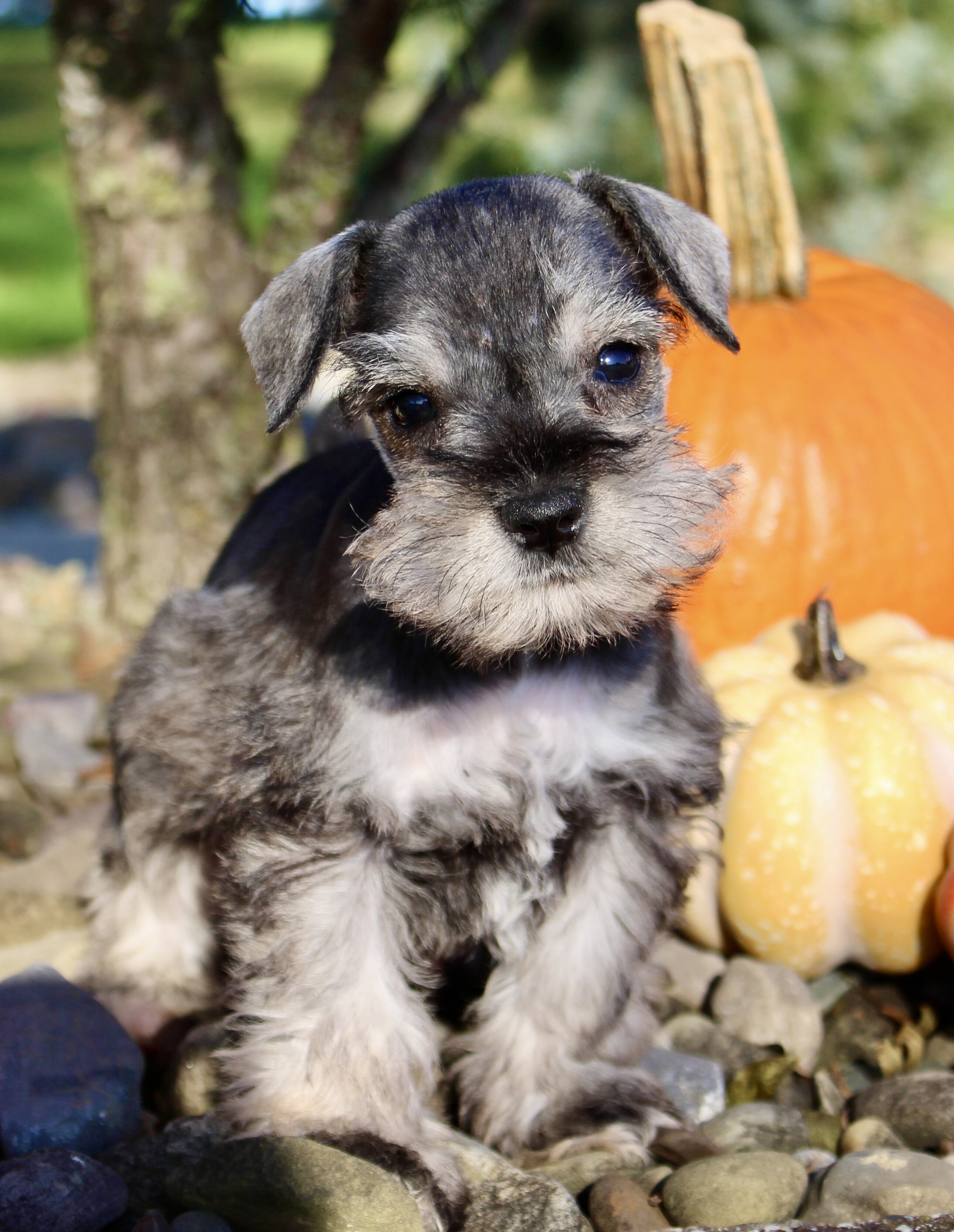 Echo Male AKC Mini Schnauzer image 3