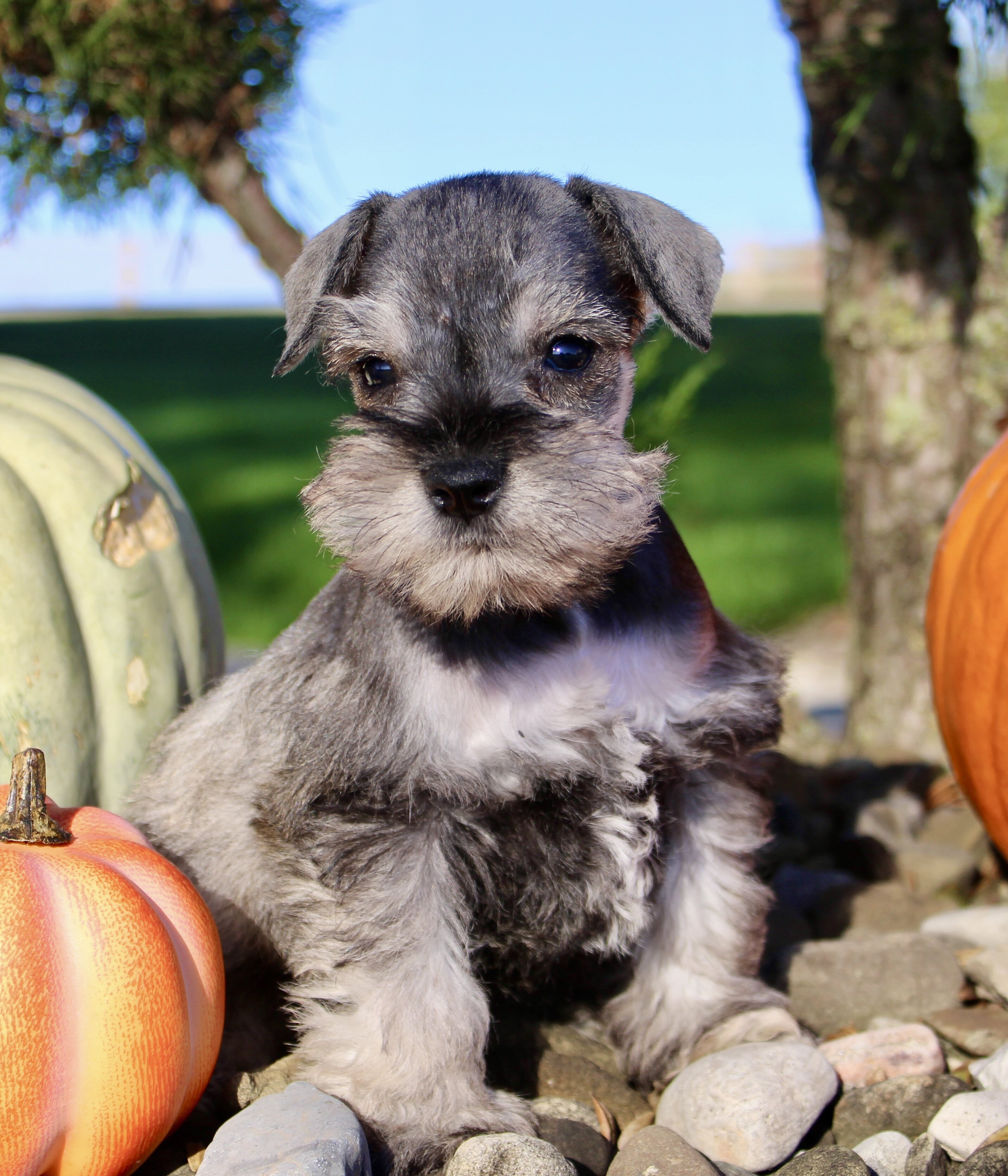 Echo Male AKC Mini Schnauzer image 8