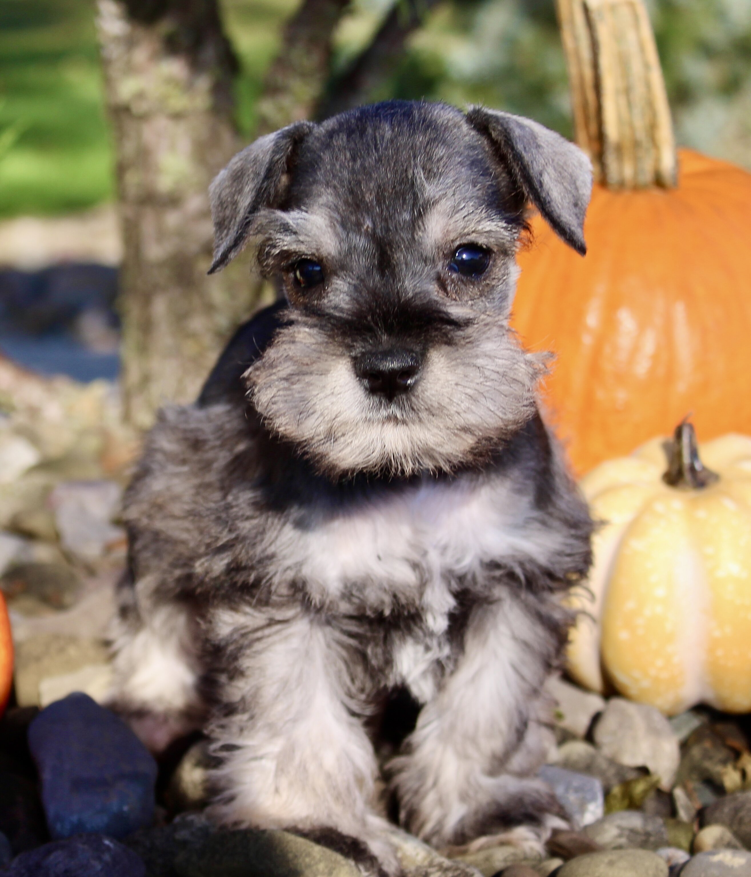 Echo Male AKC Mini Schnauzer image 2