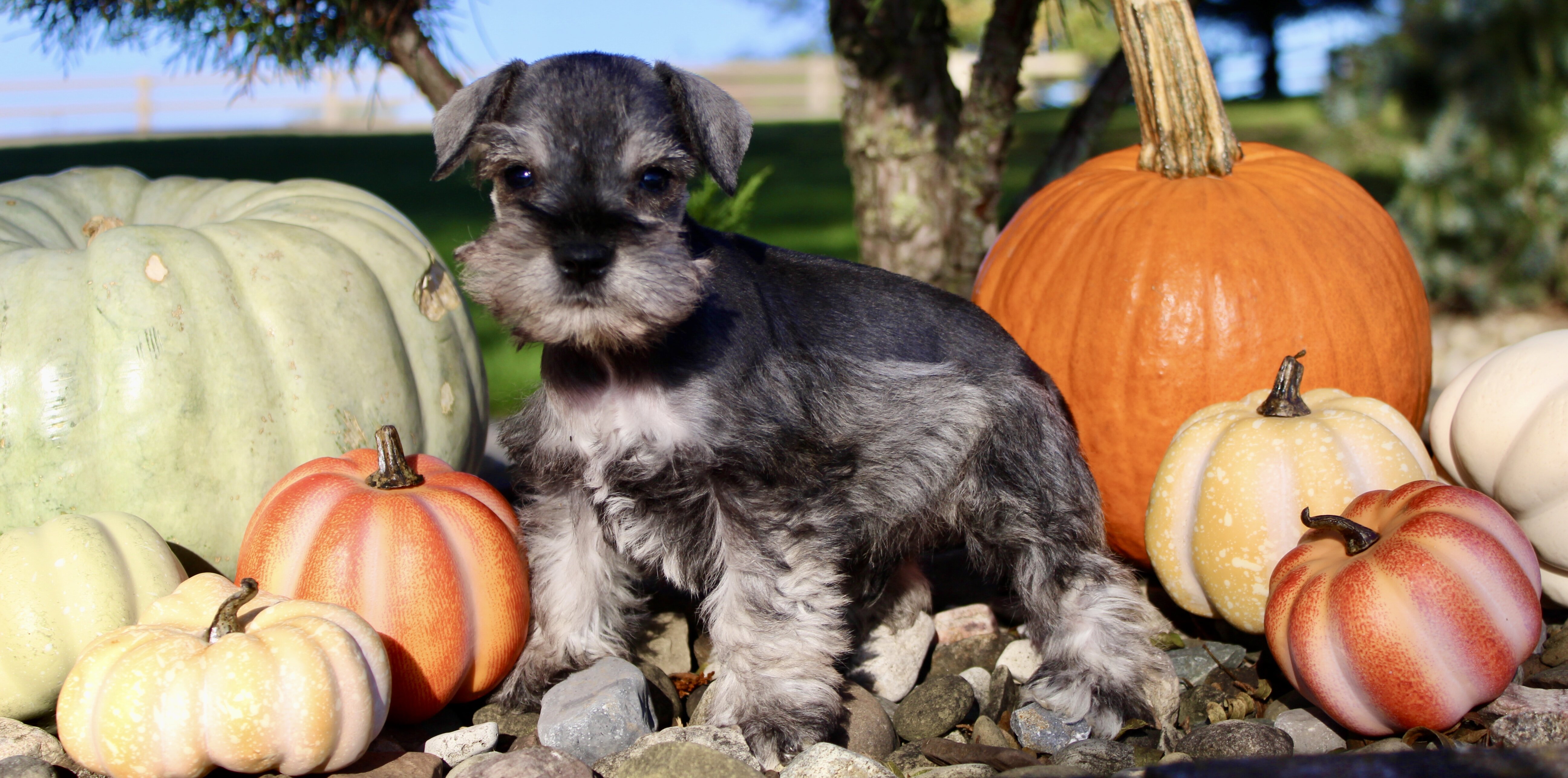 Echo Male AKC Mini Schnauzer image 5