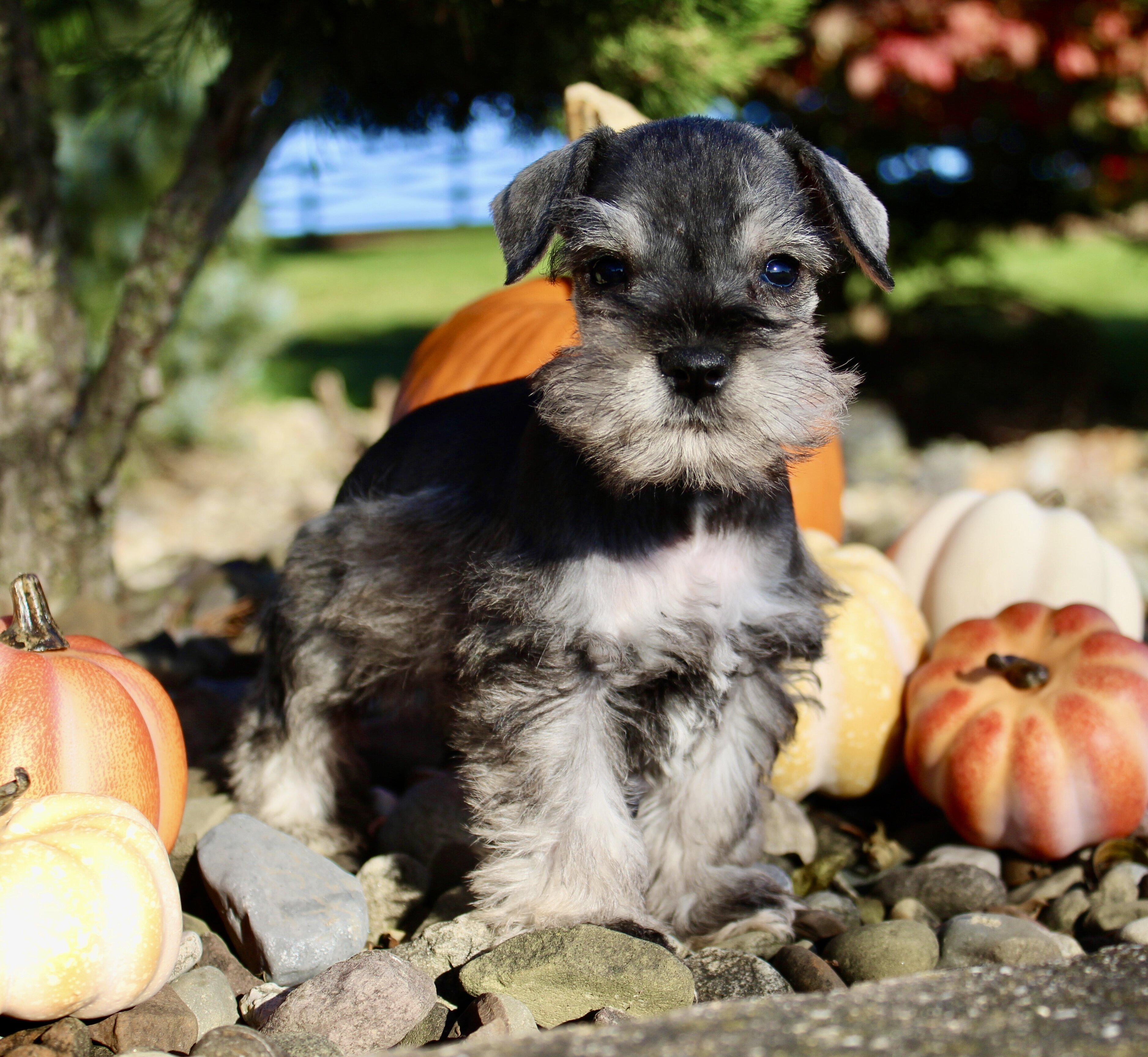 Echo Male AKC Mini Schnauzer image 4