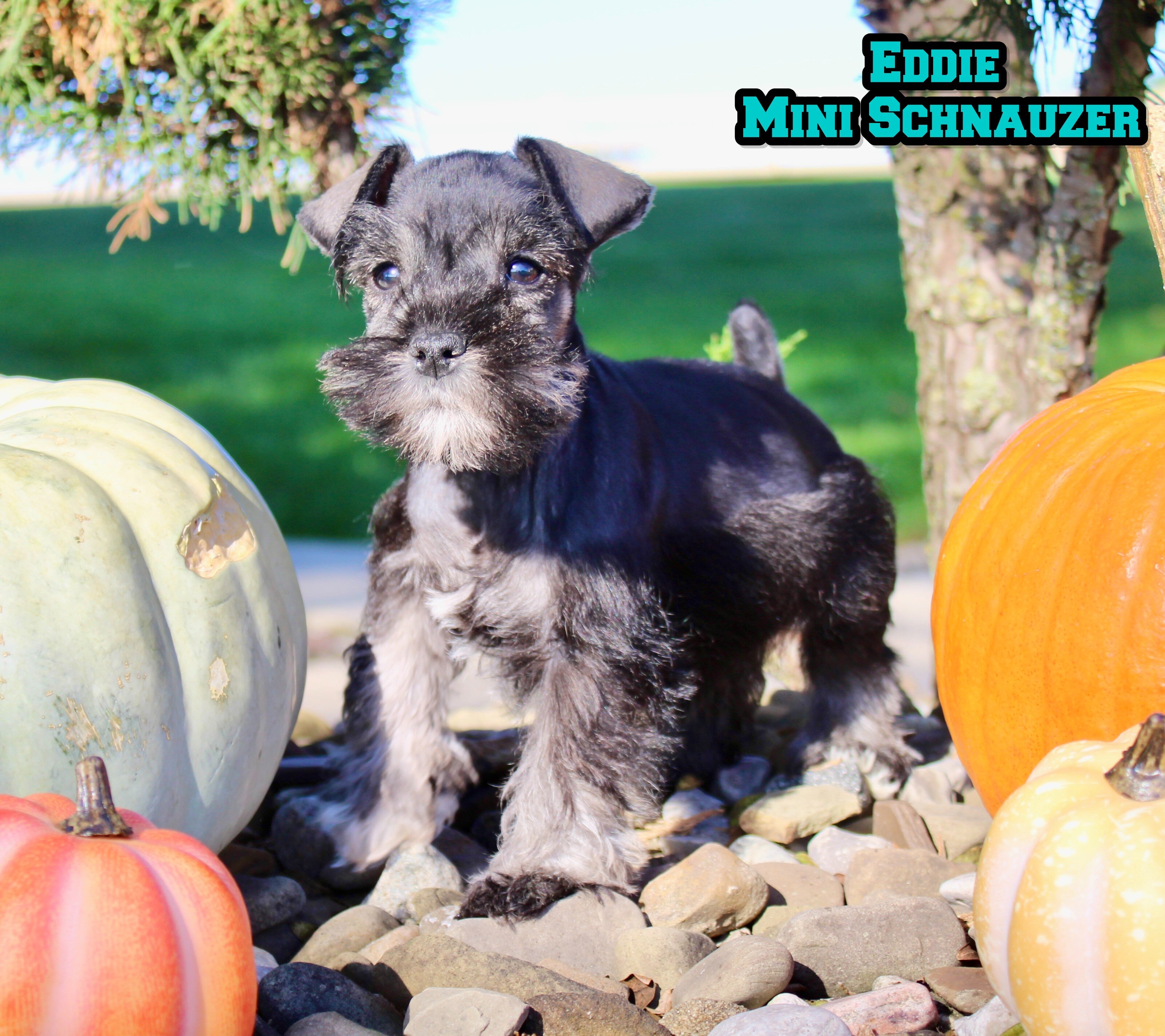 Eddie Male AKC Mini Schnauzer image 1