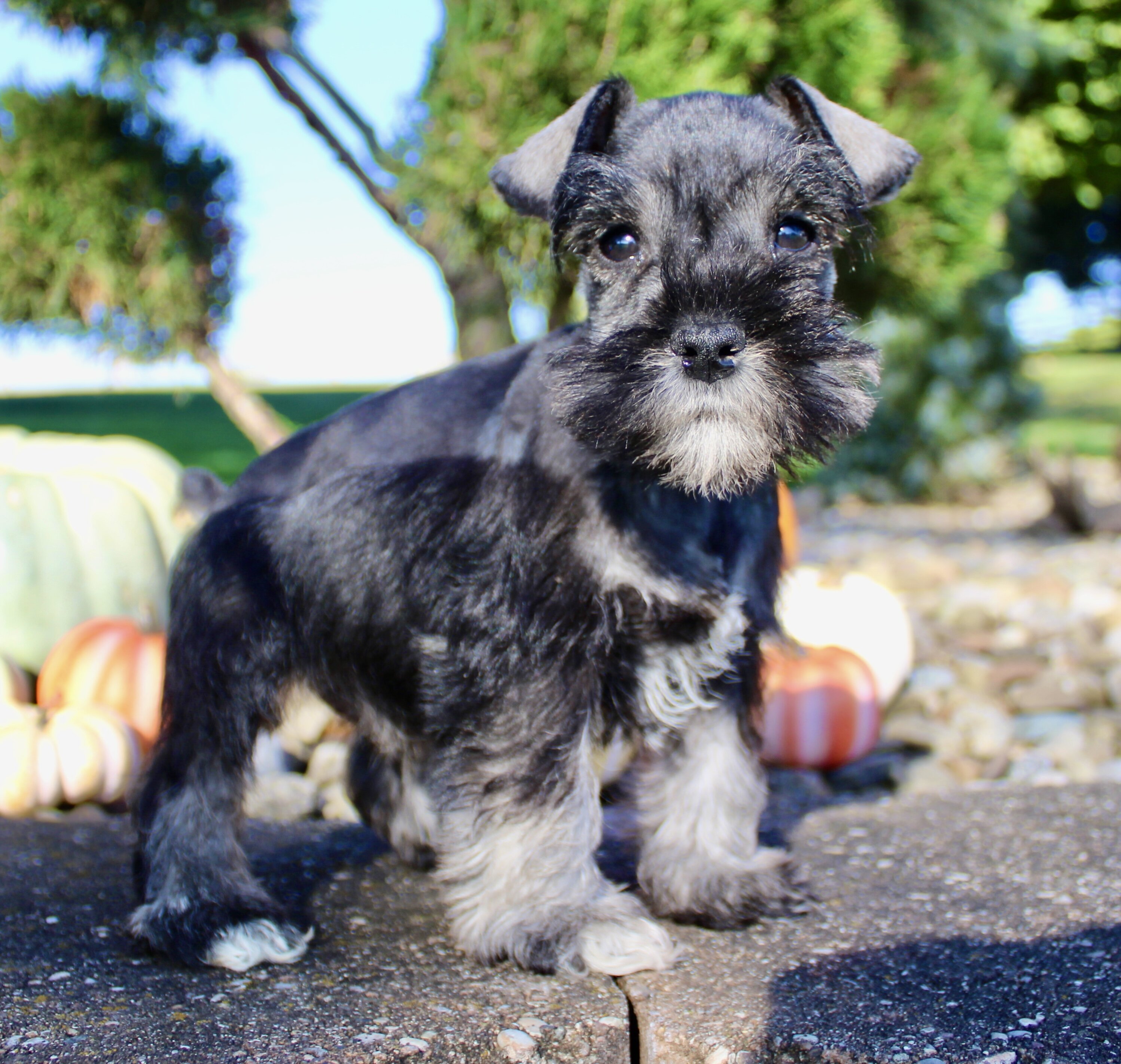 Eddie Male AKC Mini Schnauzer image 7