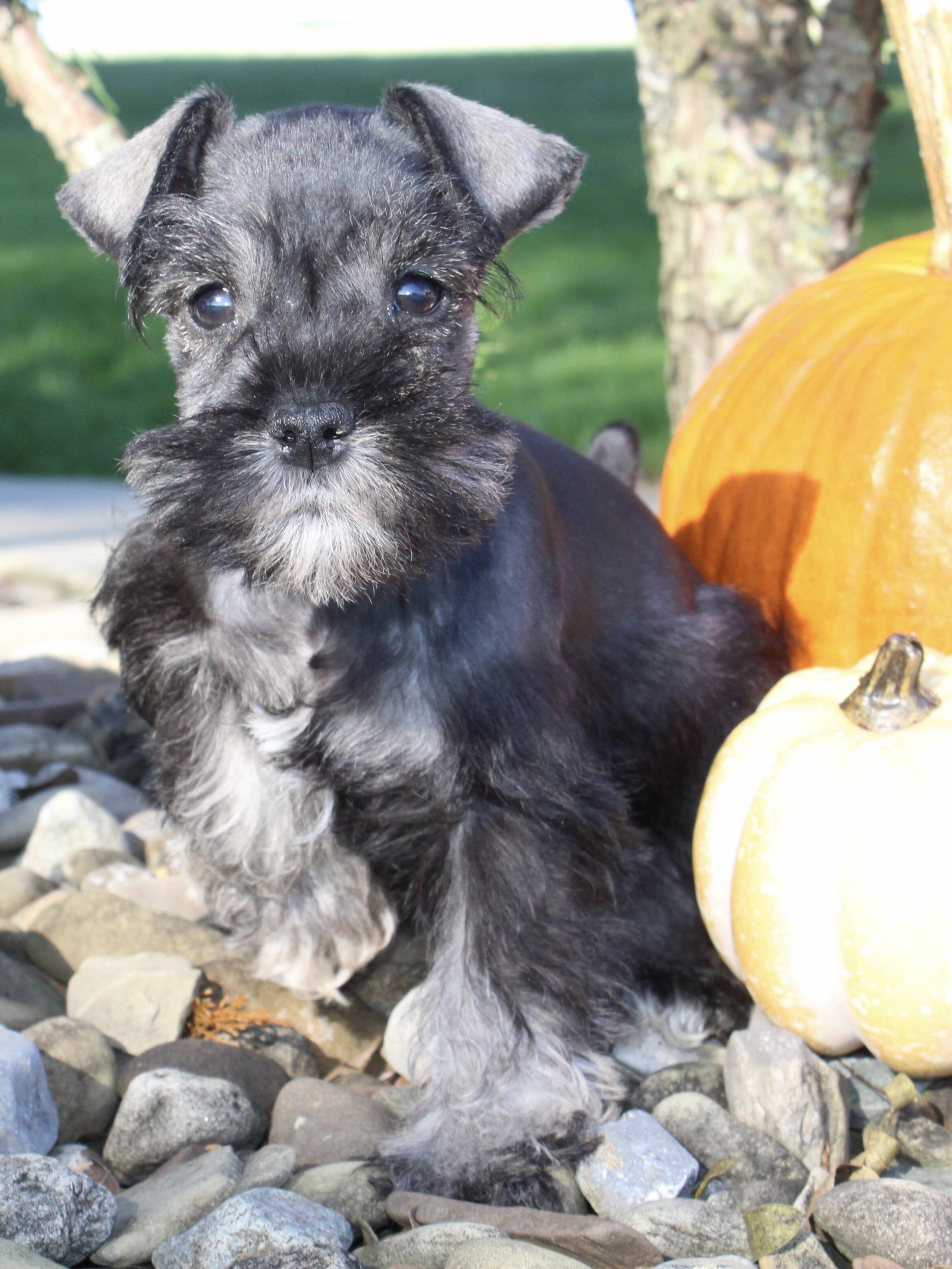 Eddie Male AKC Mini Schnauzer image 2