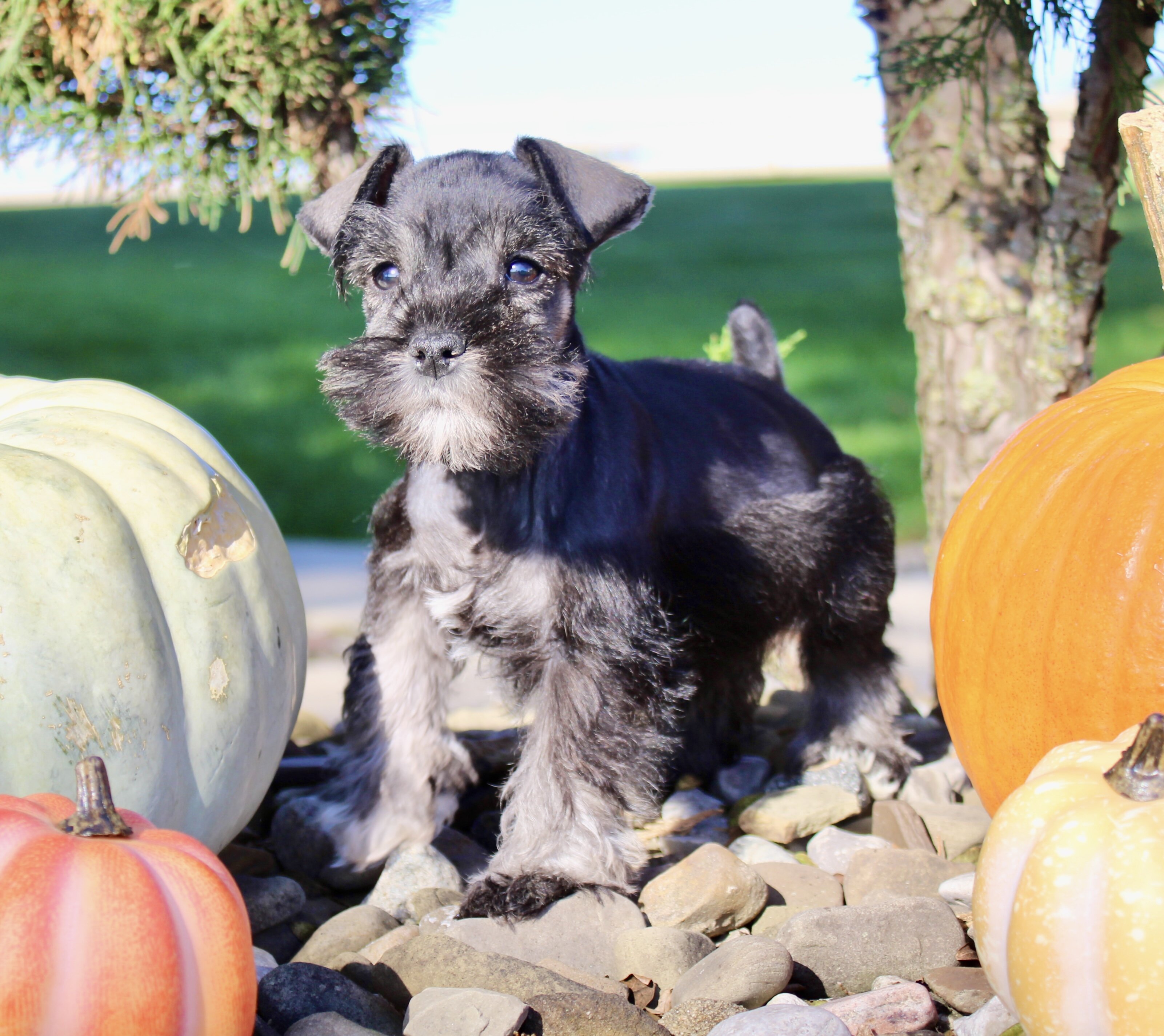 Eddie Male AKC Mini Schnauzer image 4