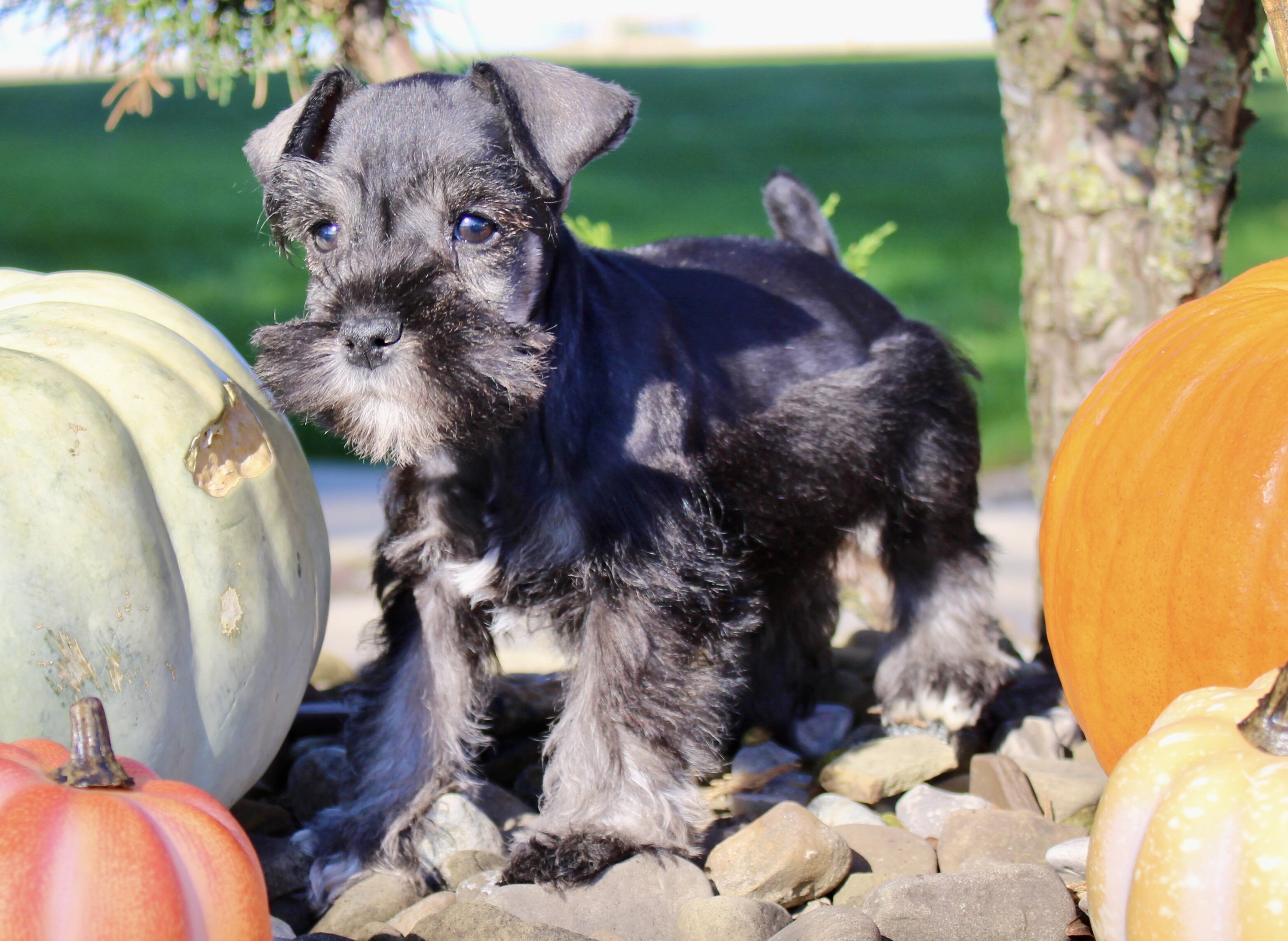 Eddie Male AKC Mini Schnauzer image 3