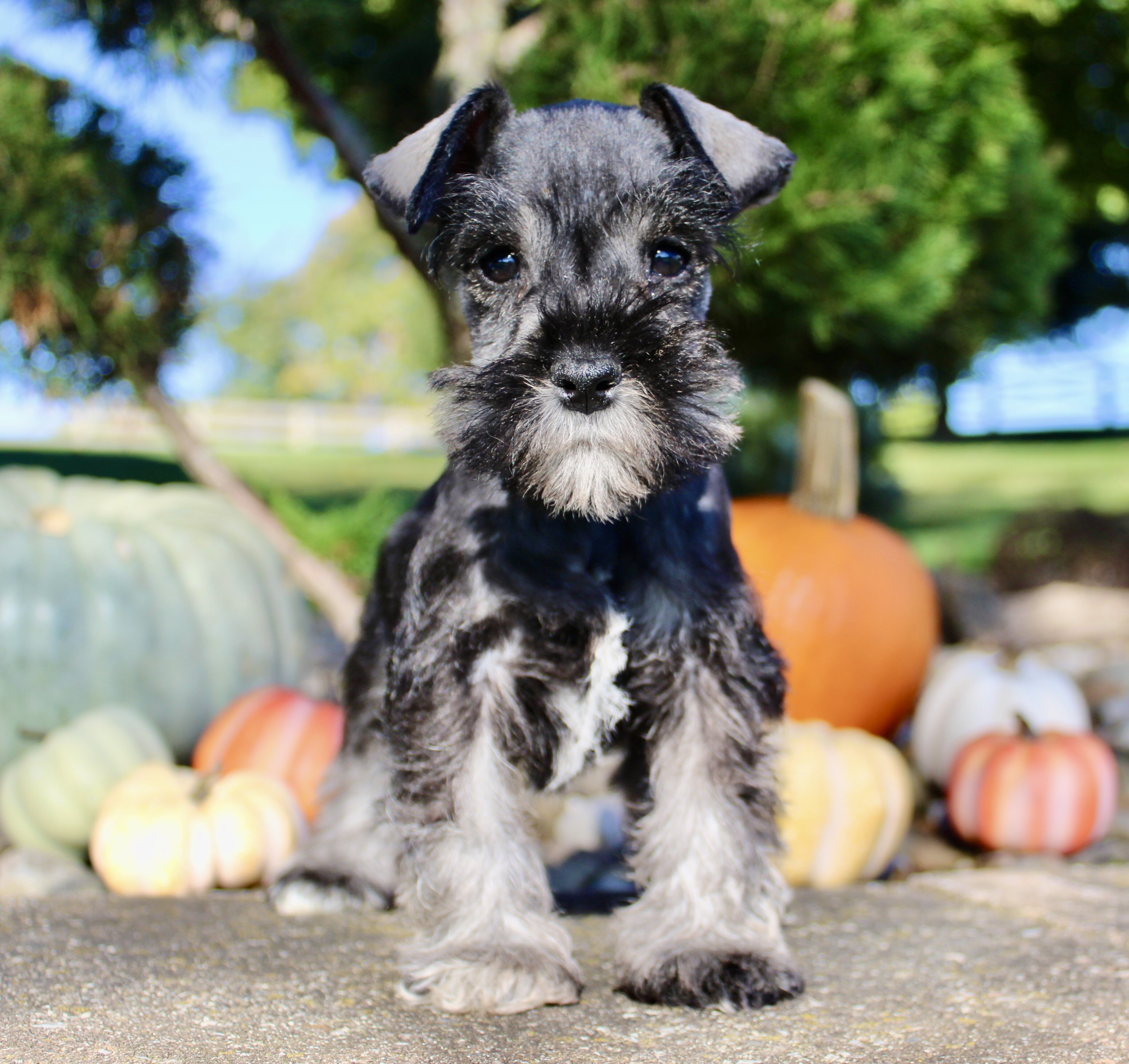 Eddie Male AKC Mini Schnauzer image 8