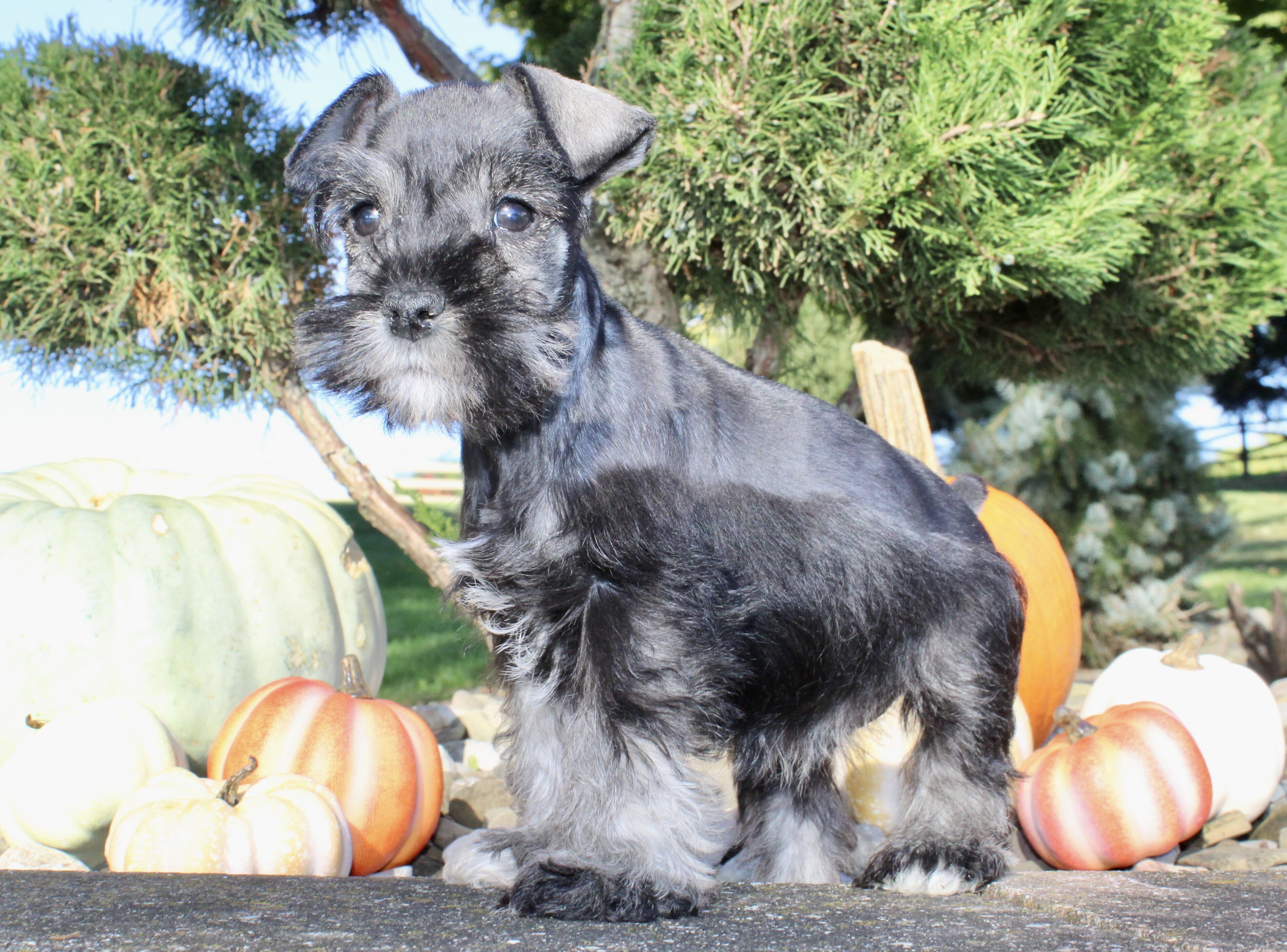 Eddie Male AKC Mini Schnauzer image 6