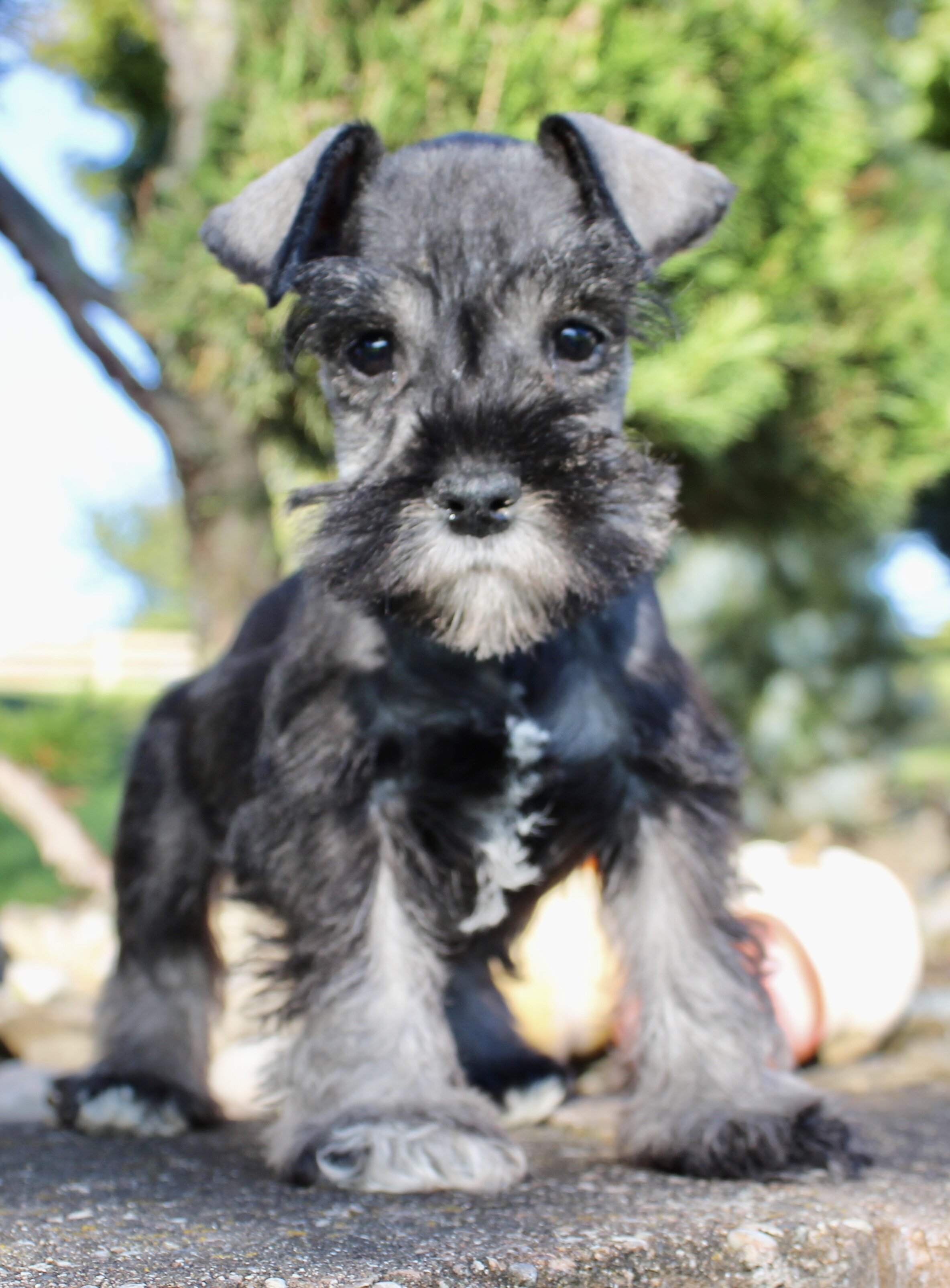 Eddie Male AKC Mini Schnauzer image 5