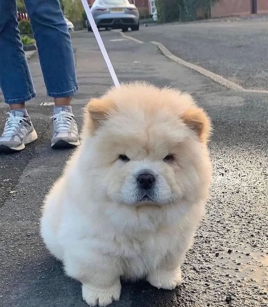Chow  chow Puppies image 1