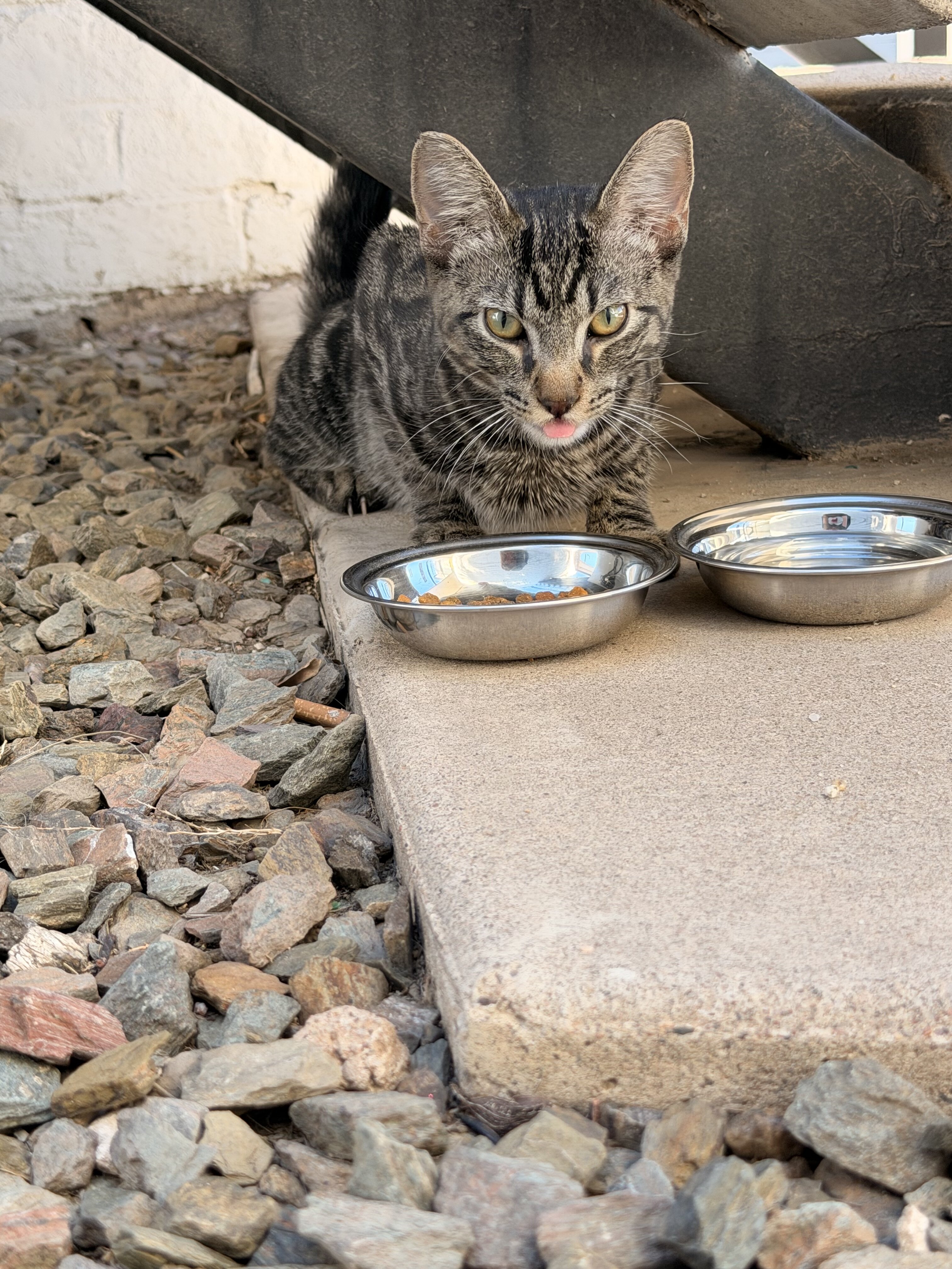 Abandoned Tabby male kitten image 1