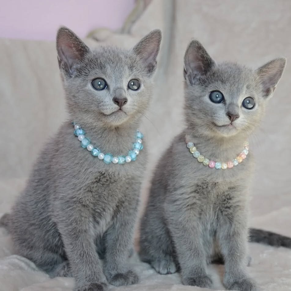 Russian Blue Kittens image 1