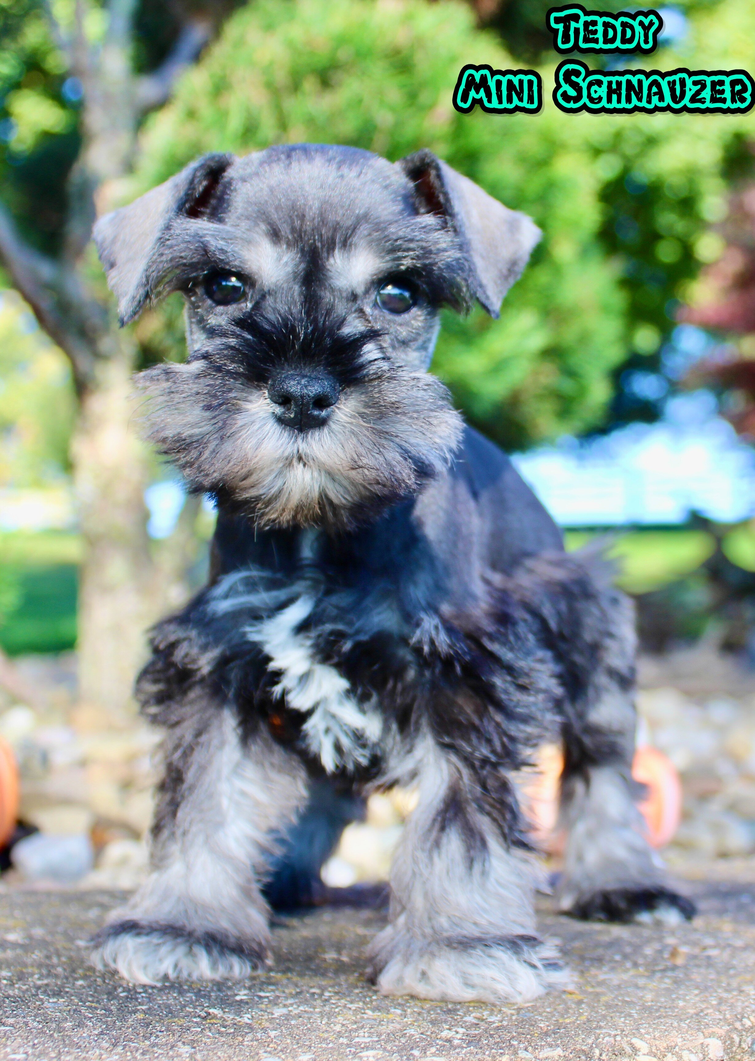 Teddy Male AKC Mini Schnauzer image 1