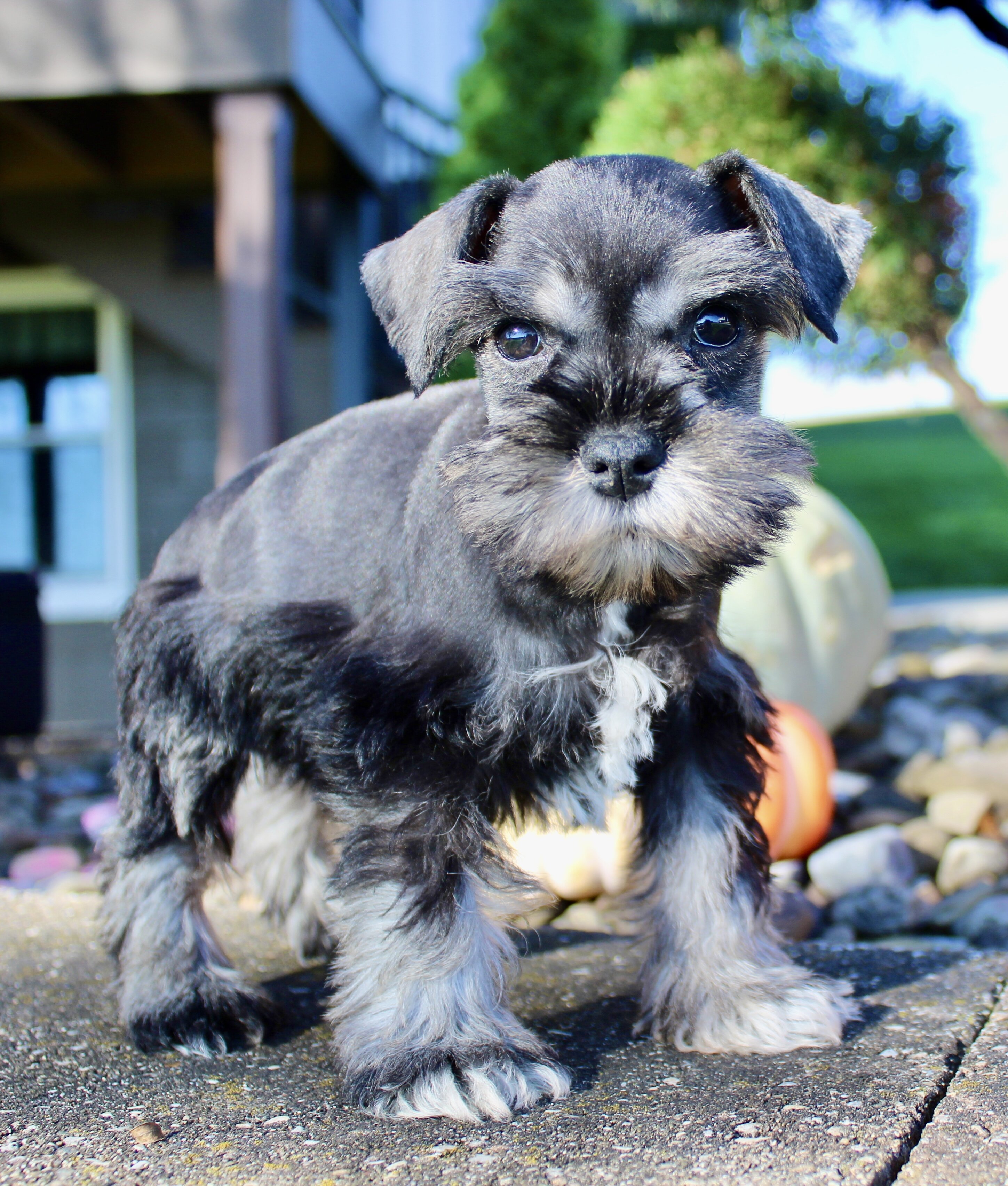 Teddy Male AKC Mini Schnauzer image 5