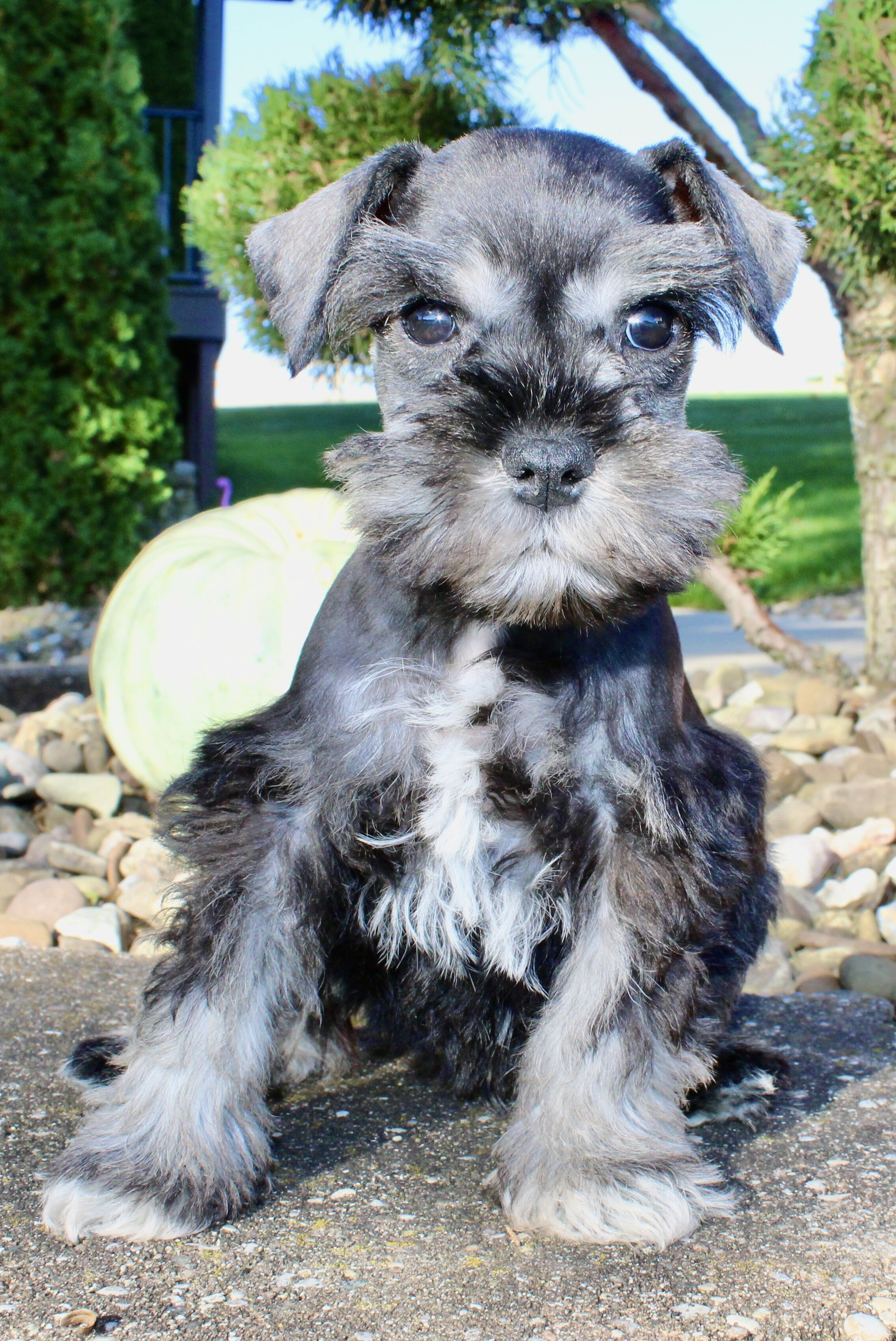 Teddy Male AKC Mini Schnauzer image 6