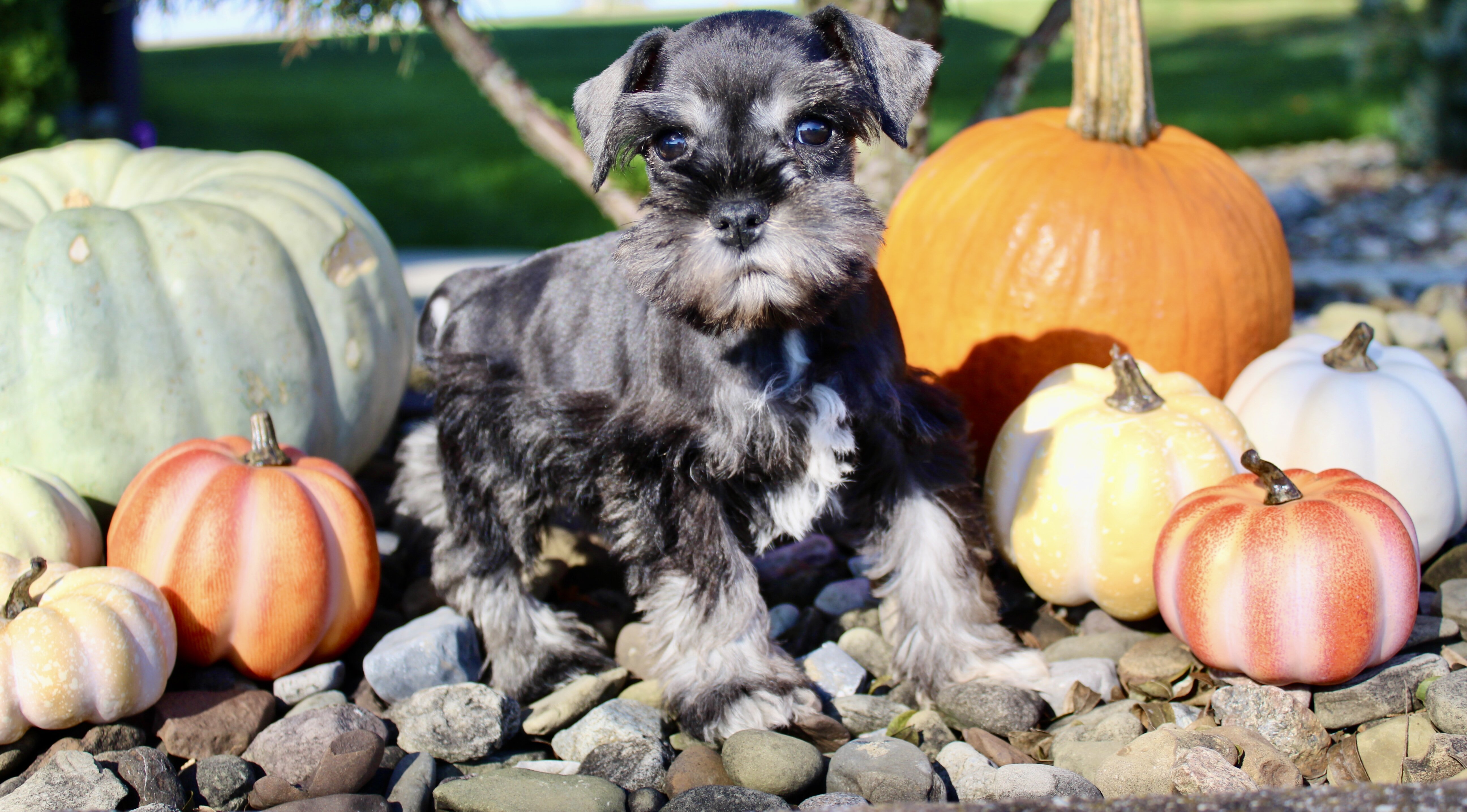 Teddy Male AKC Mini Schnauzer image 2