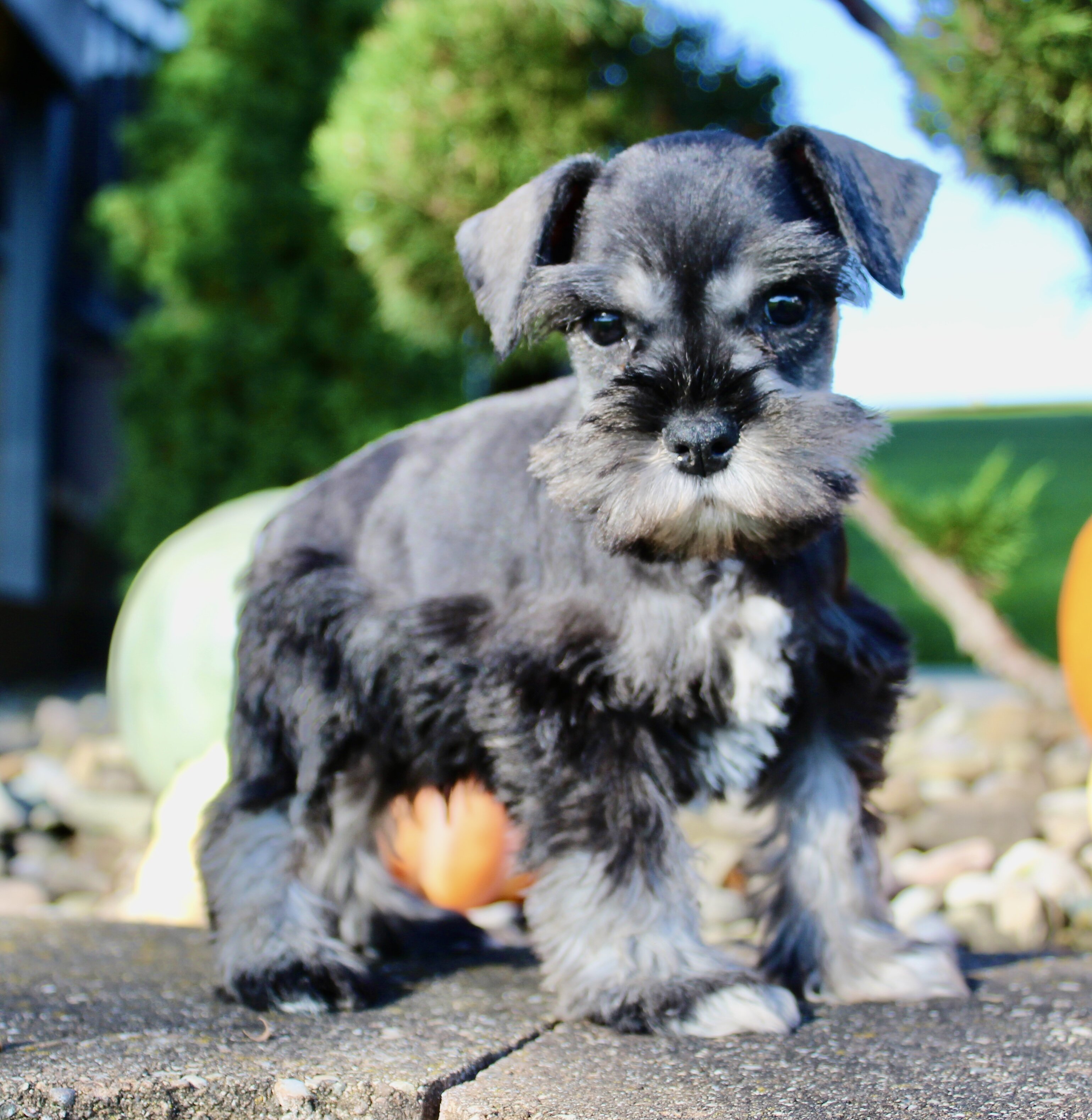 Teddy Male AKC Mini Schnauzer image 8