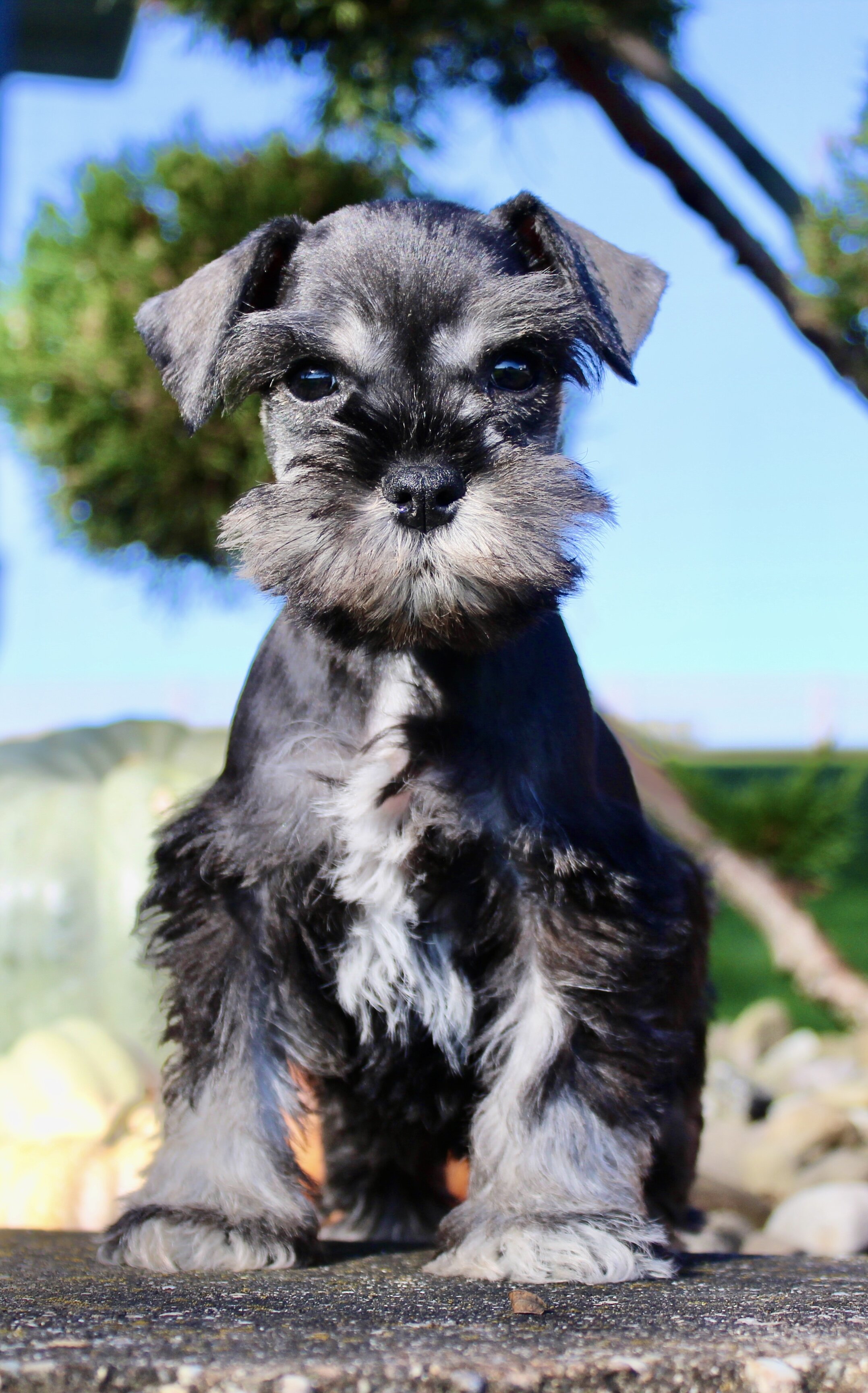 Teddy Male AKC Mini Schnauzer image 7
