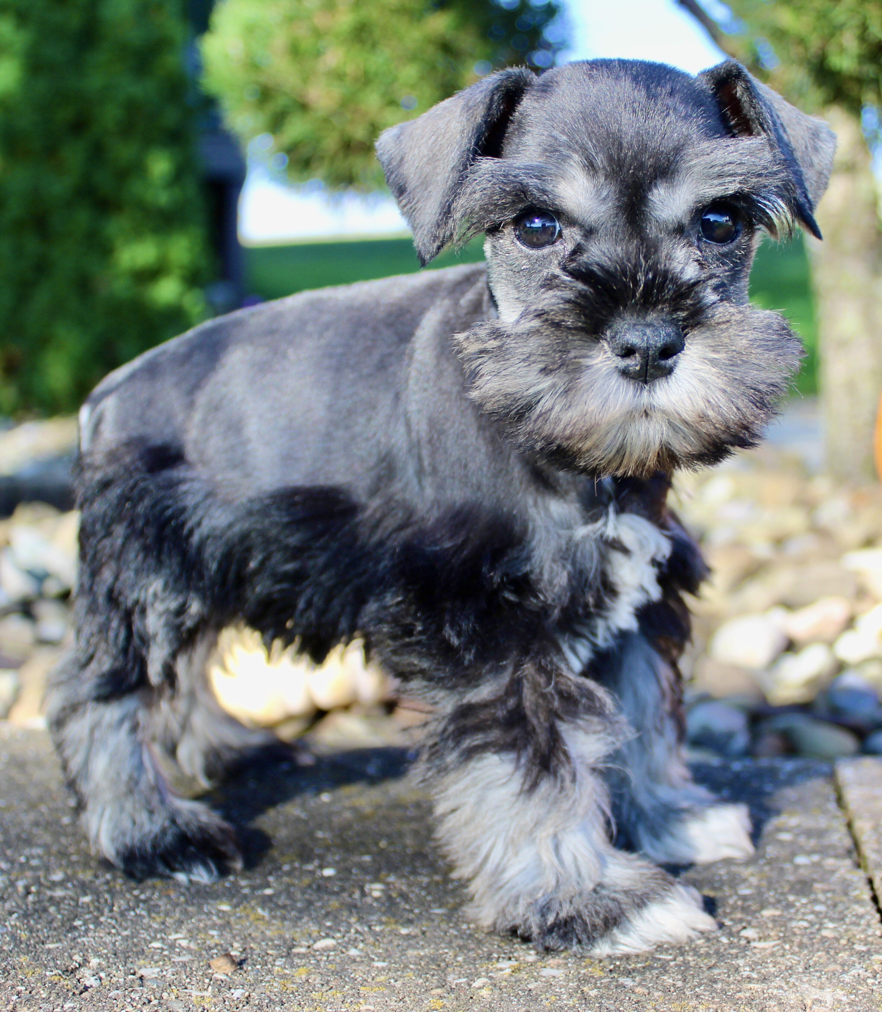 Teddy Male AKC Mini Schnauzer image 4