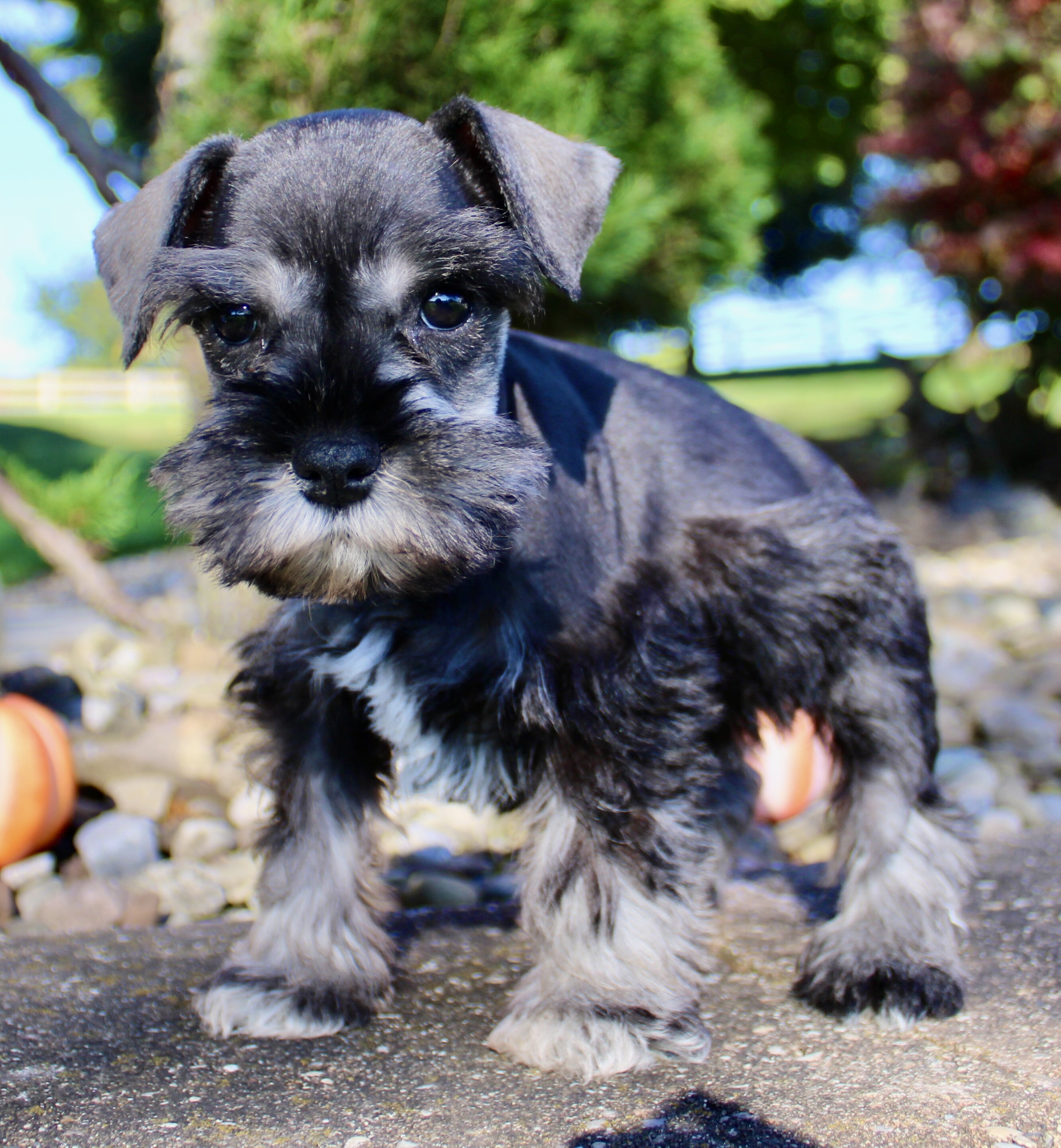 Teddy Male AKC Mini Schnauzer image 3