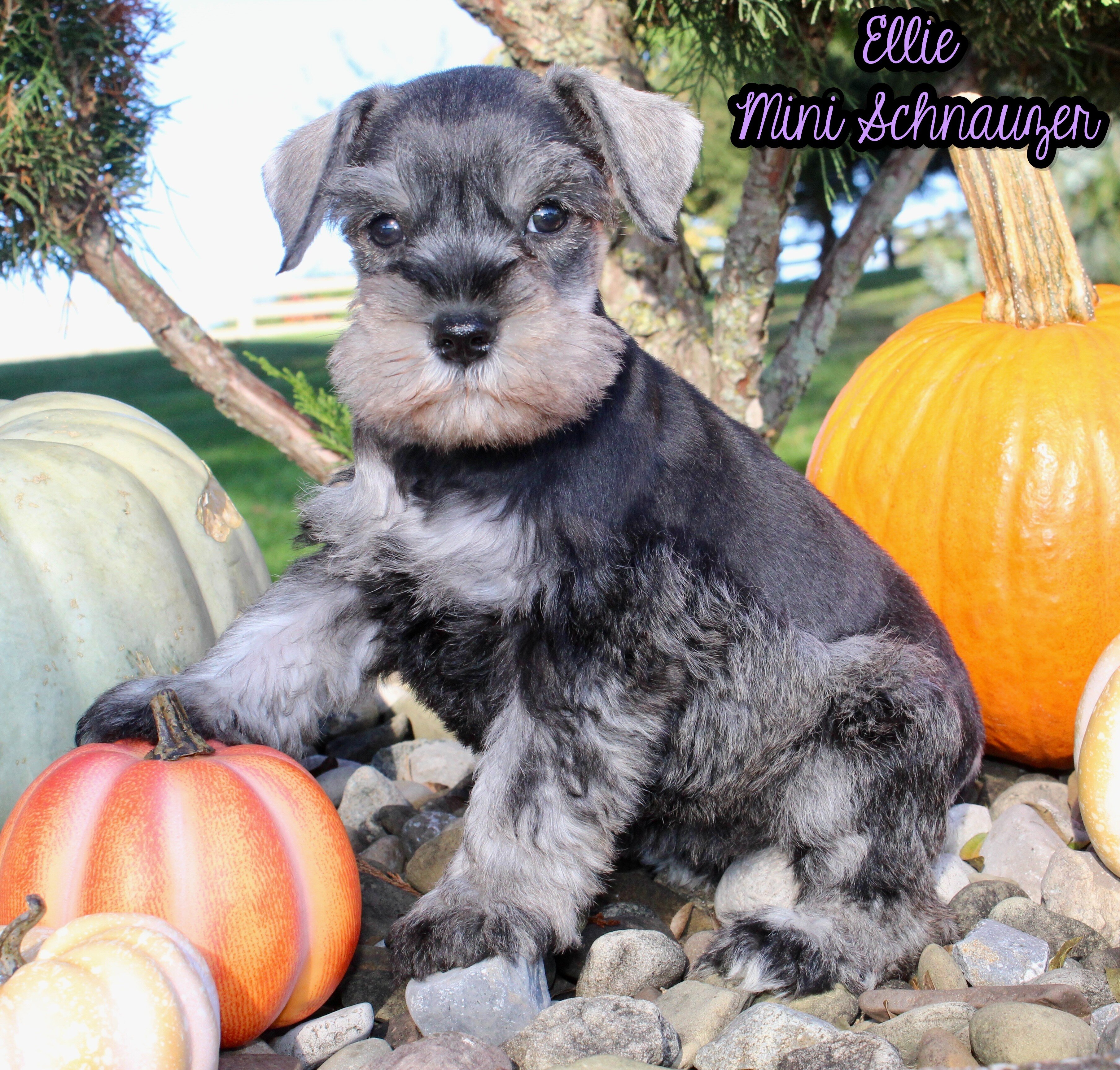 Ellie Female AKC Mini Schnauzer image 1