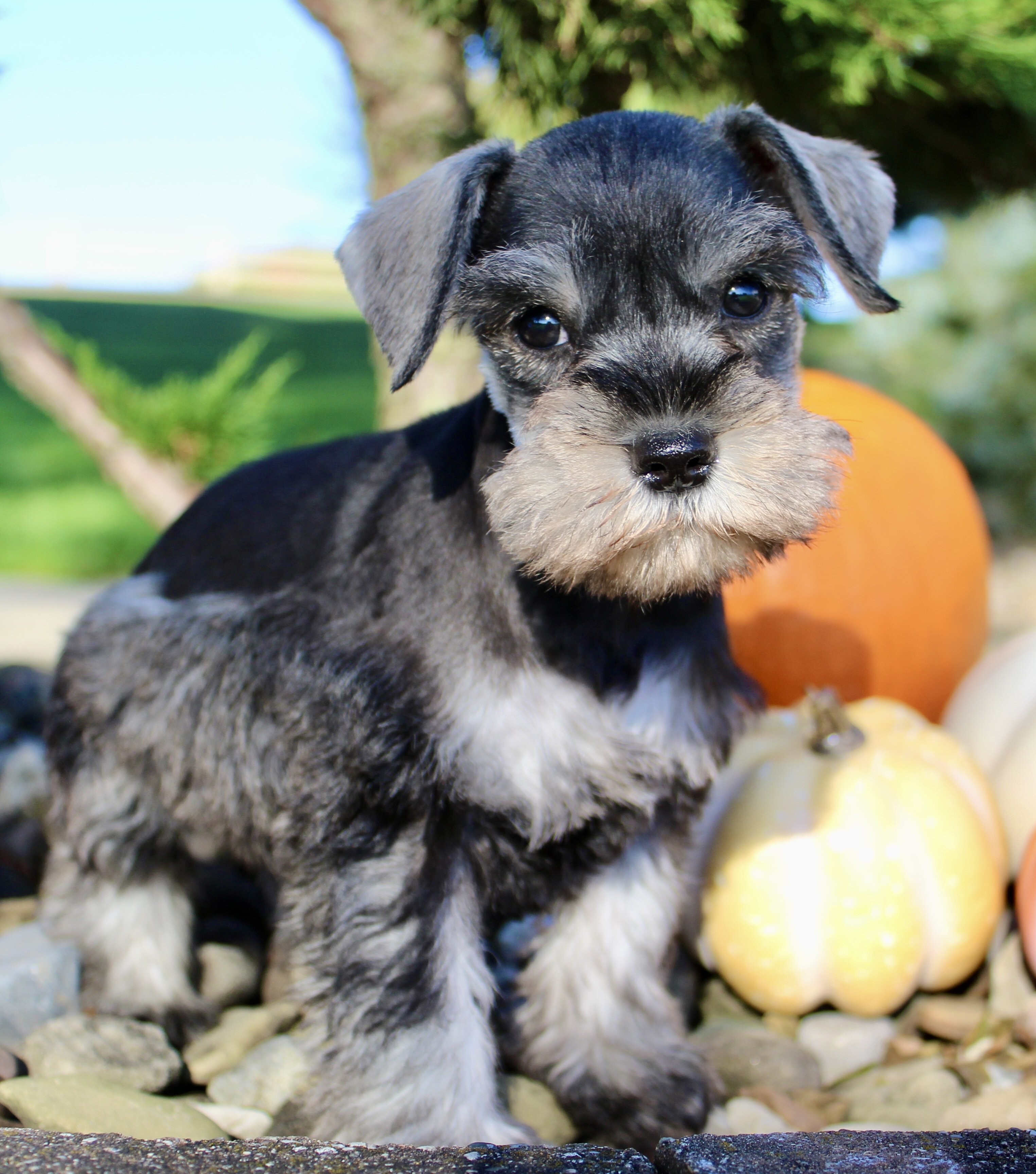 Ellie Female AKC Mini Schnauzer image 7