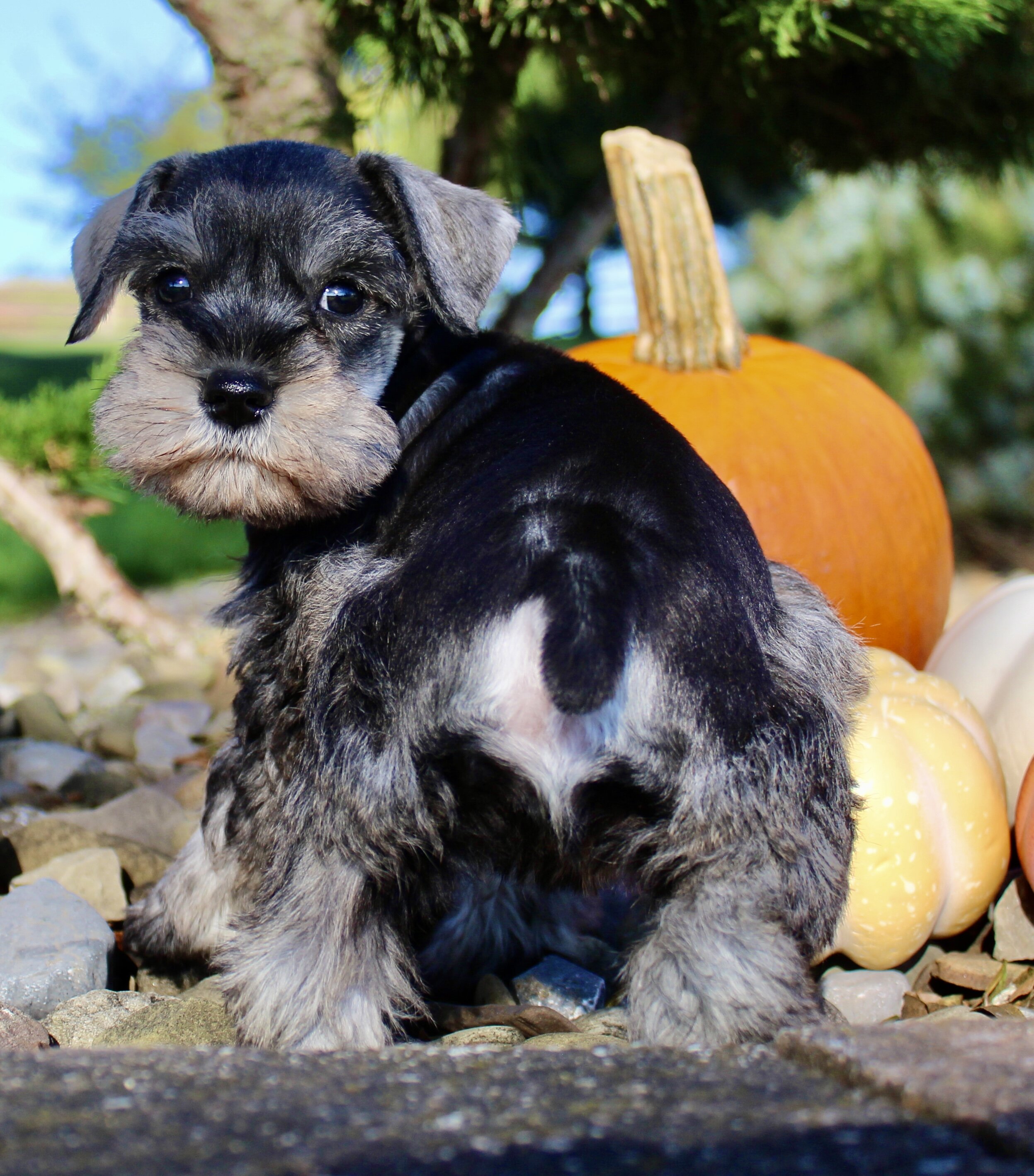 Ellie Female AKC Mini Schnauzer image 5