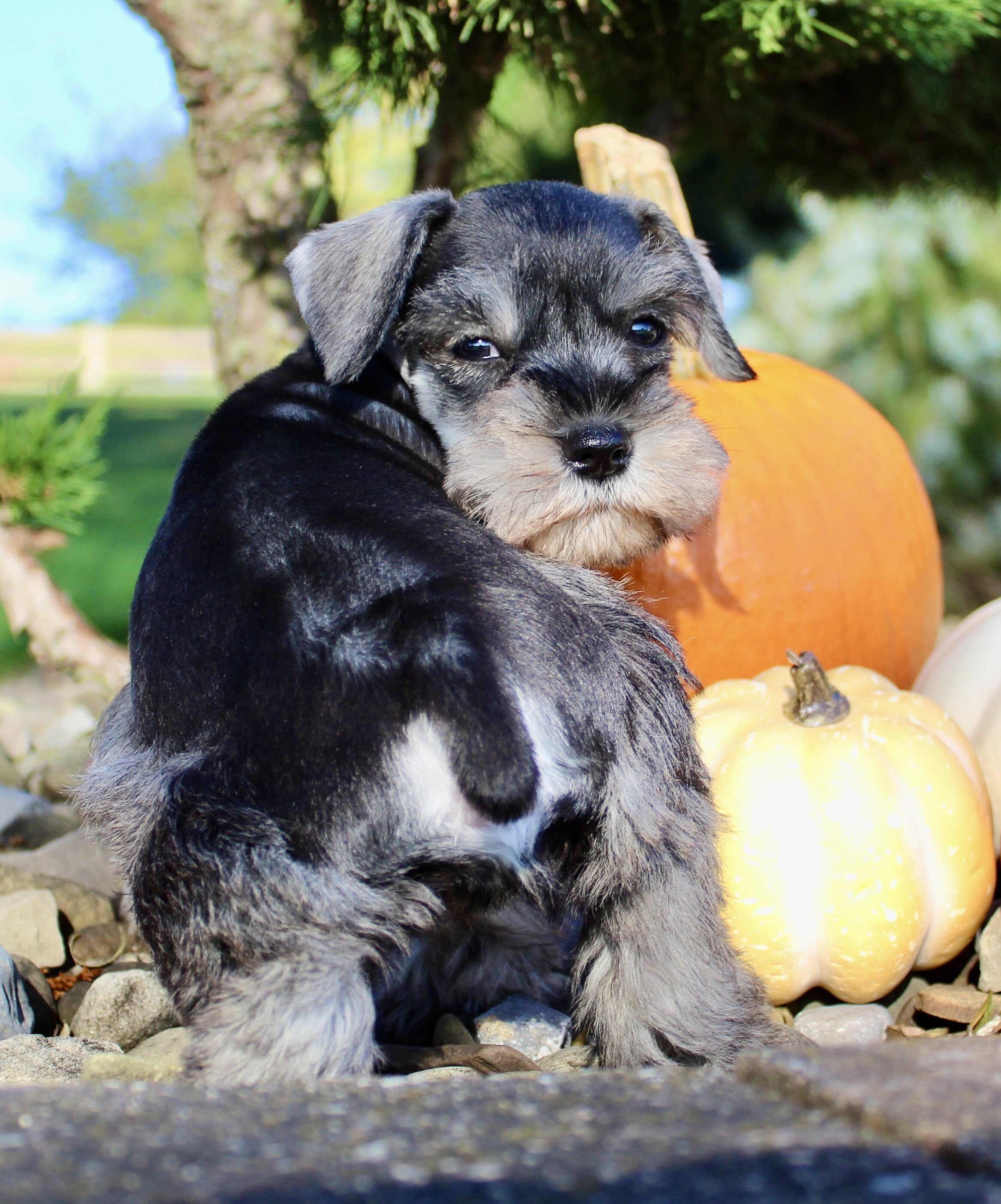 Ellie Female AKC Mini Schnauzer image 6