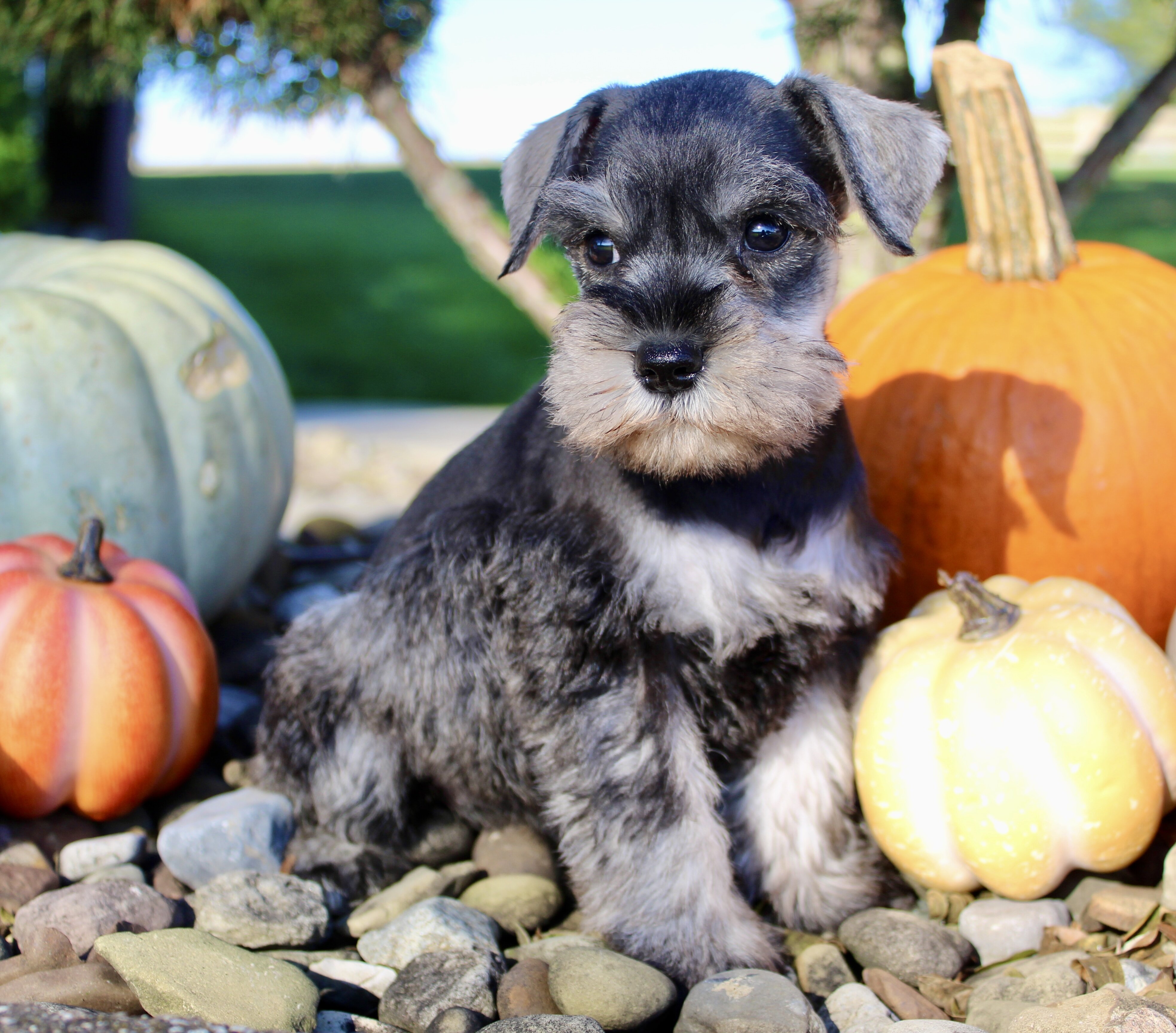Ellie Female AKC Mini Schnauzer image 8