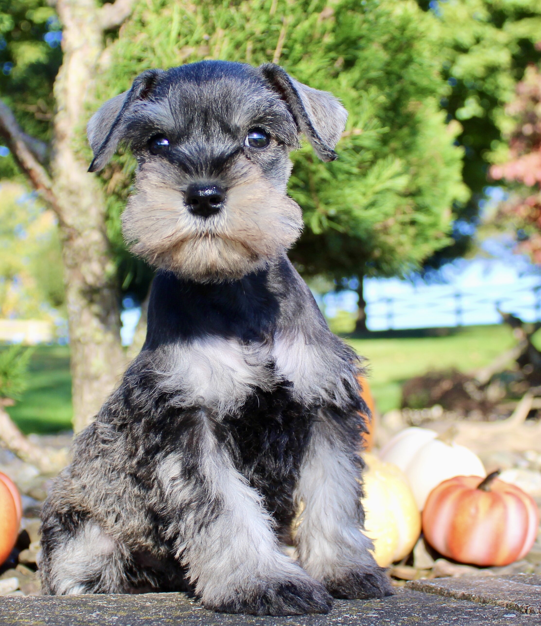 Ellie Female AKC Mini Schnauzer image 3