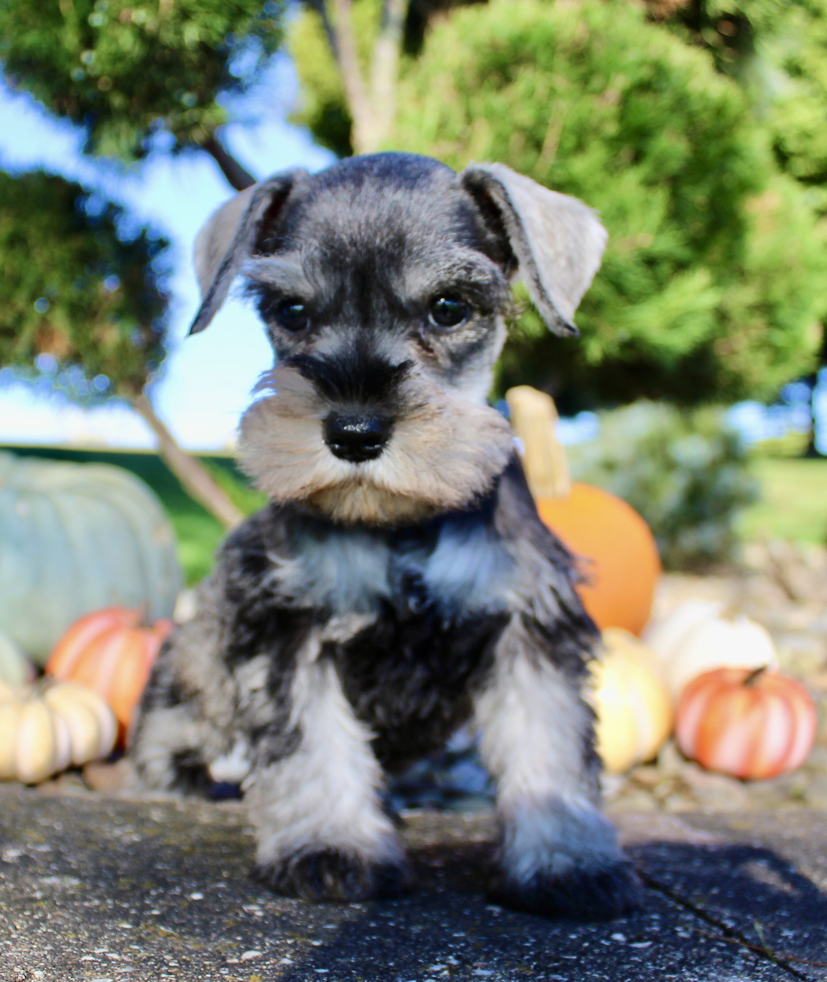 Ellie Female AKC Mini Schnauzer image 2