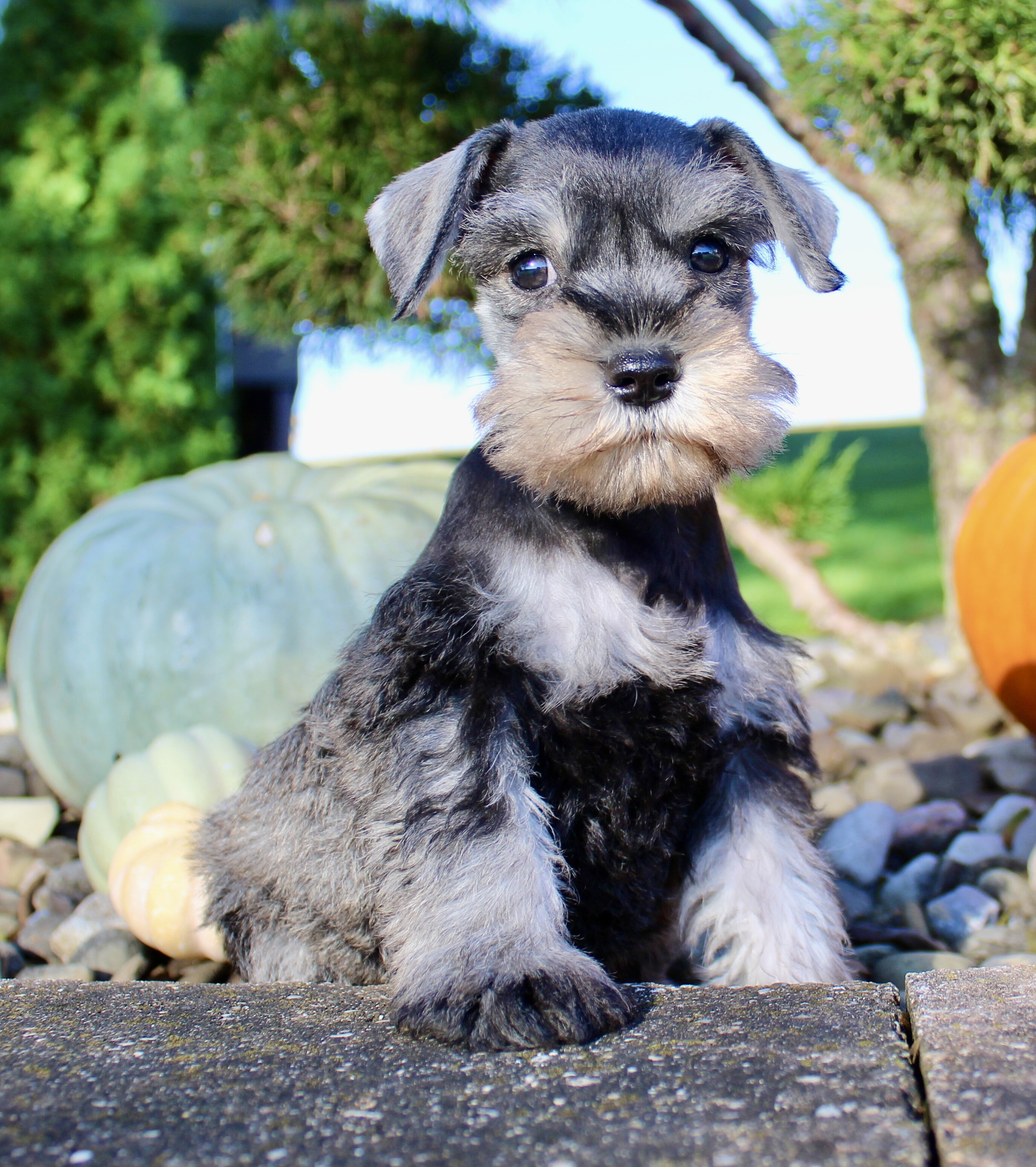 Ellie Female AKC Mini Schnauzer image 4
