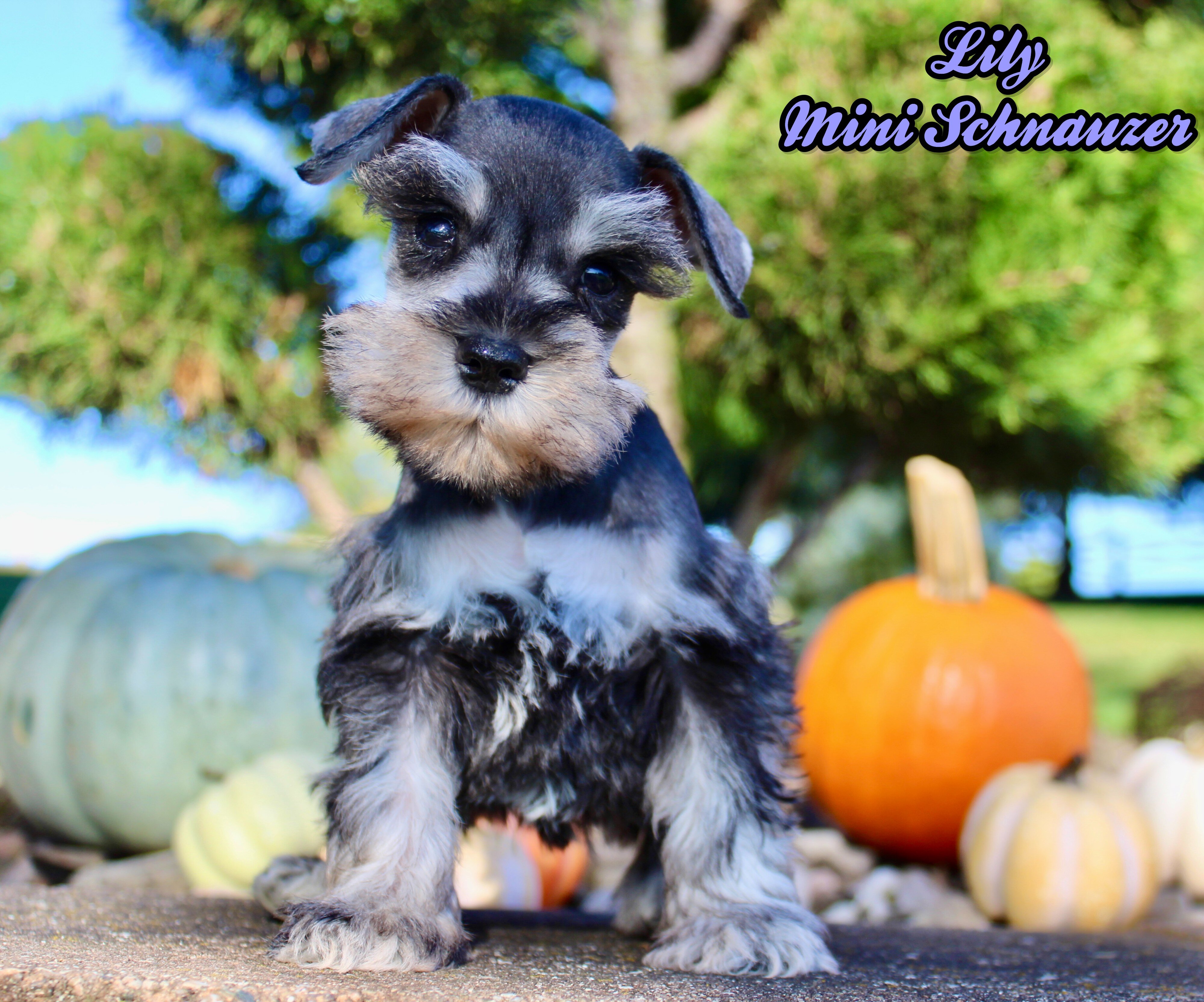 Lily Female AKC Mini Schnauzer image 1