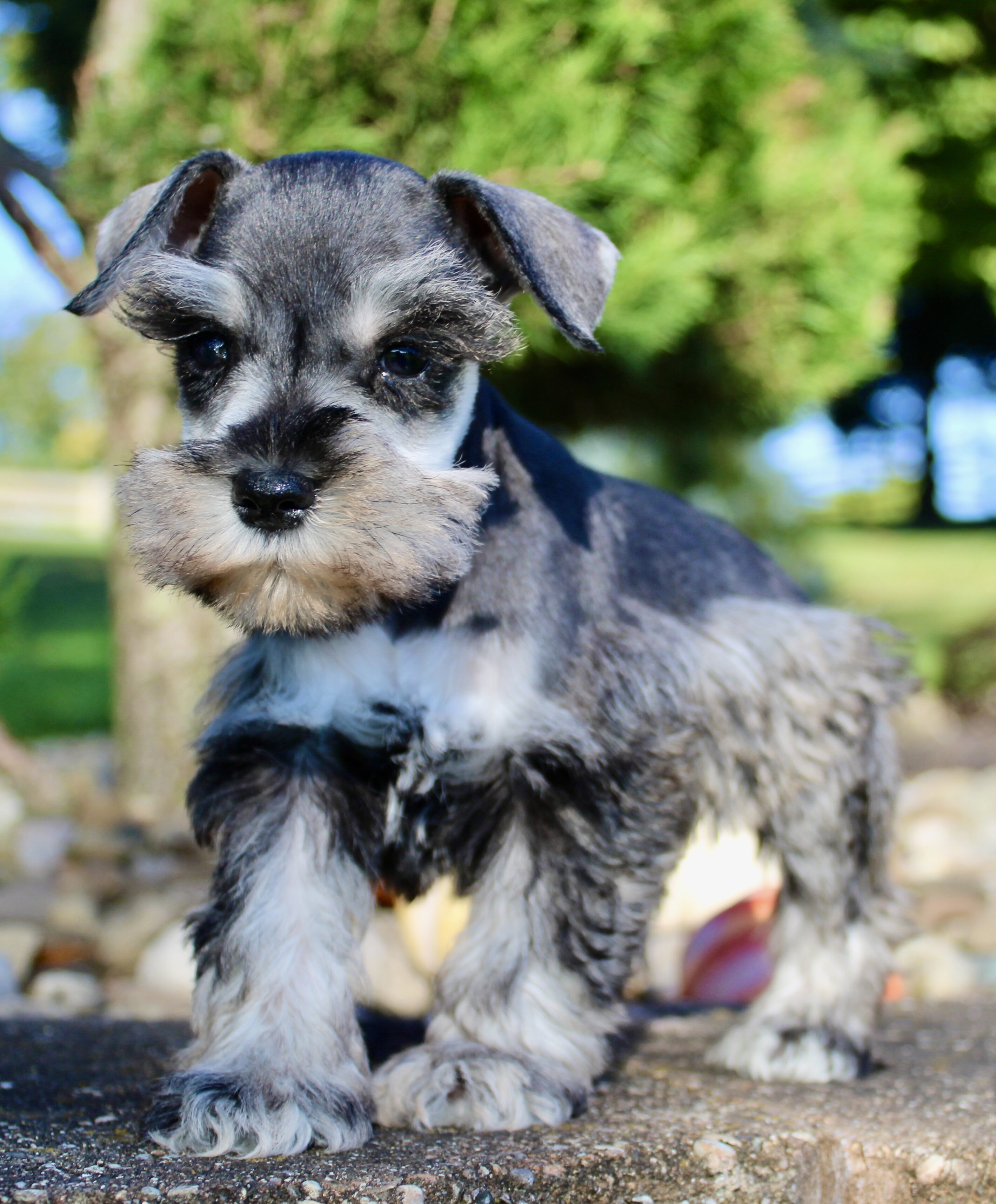 Lily Female AKC Mini Schnauzer image 4