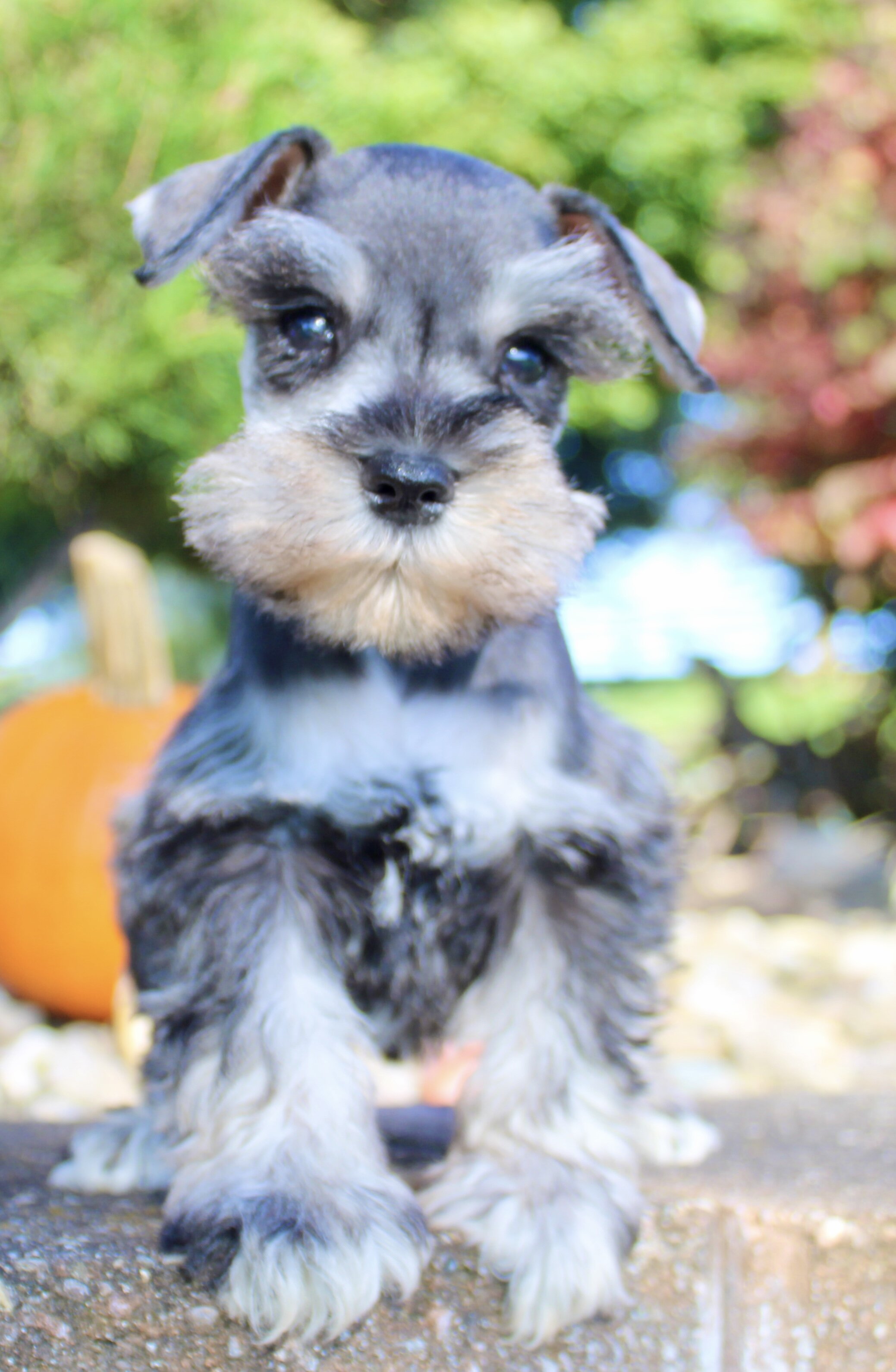 Lily Female AKC Mini Schnauzer image 5