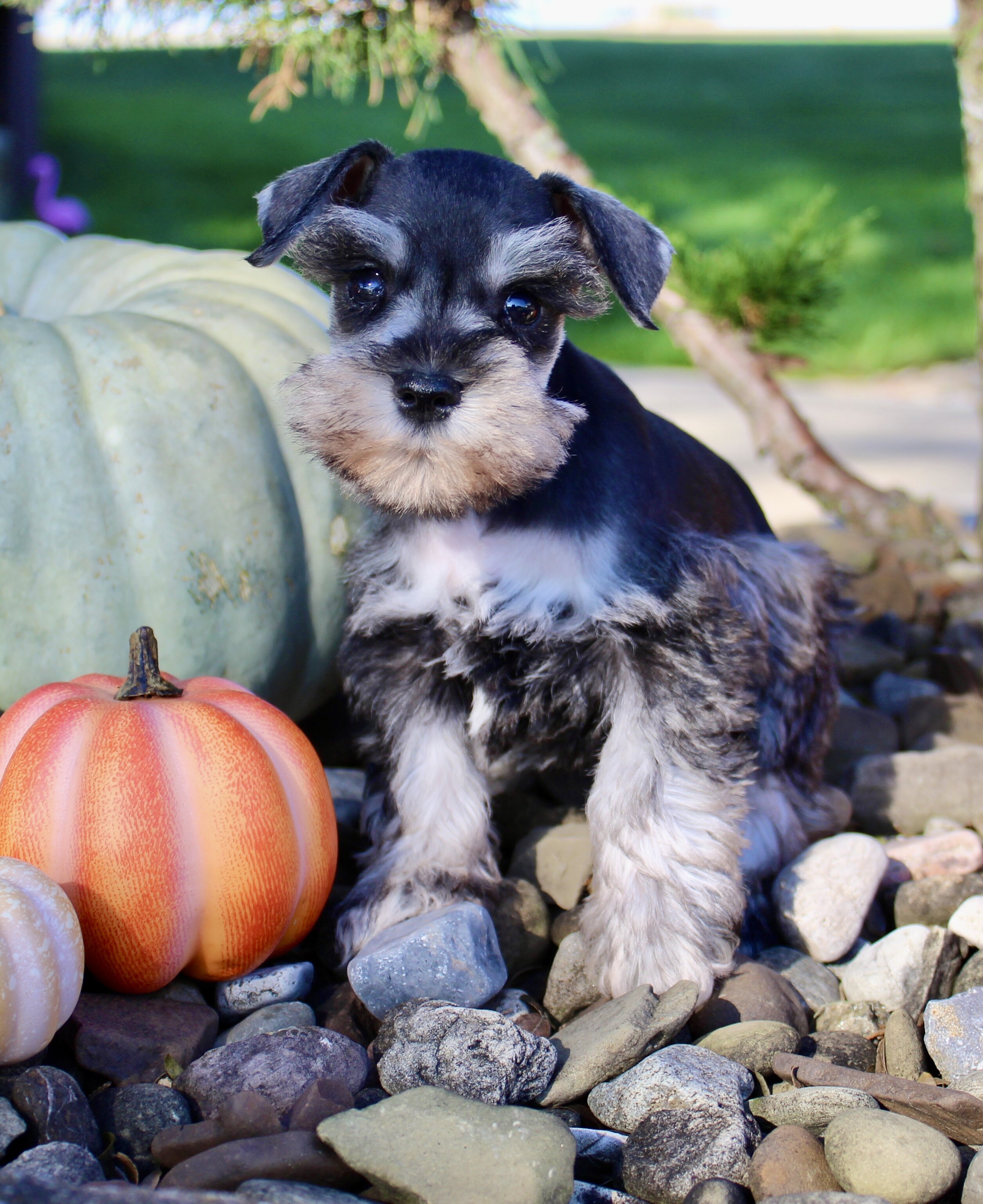 Lily Female AKC Mini Schnauzer image 2