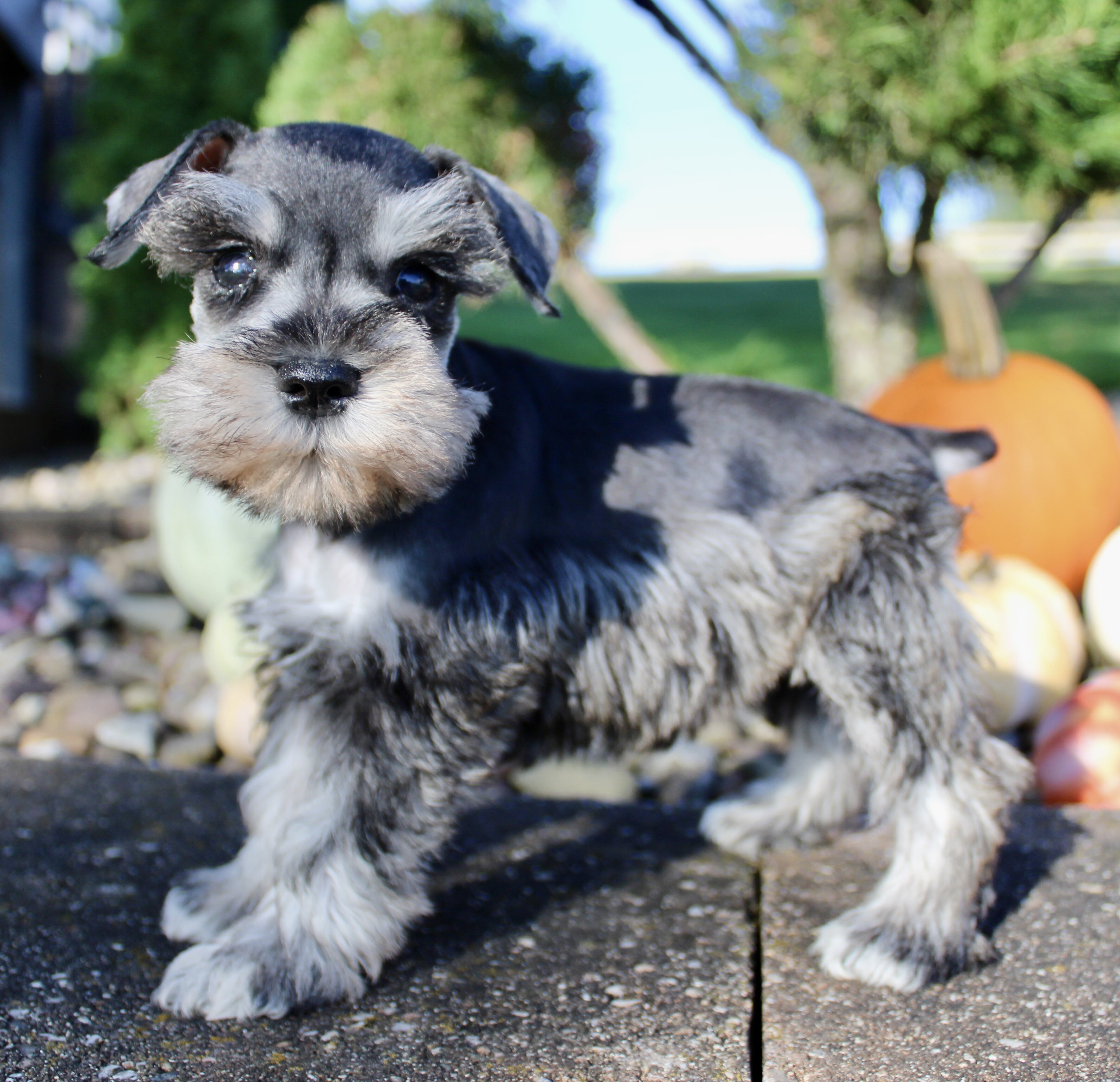 Lily Female AKC Mini Schnauzer image 3