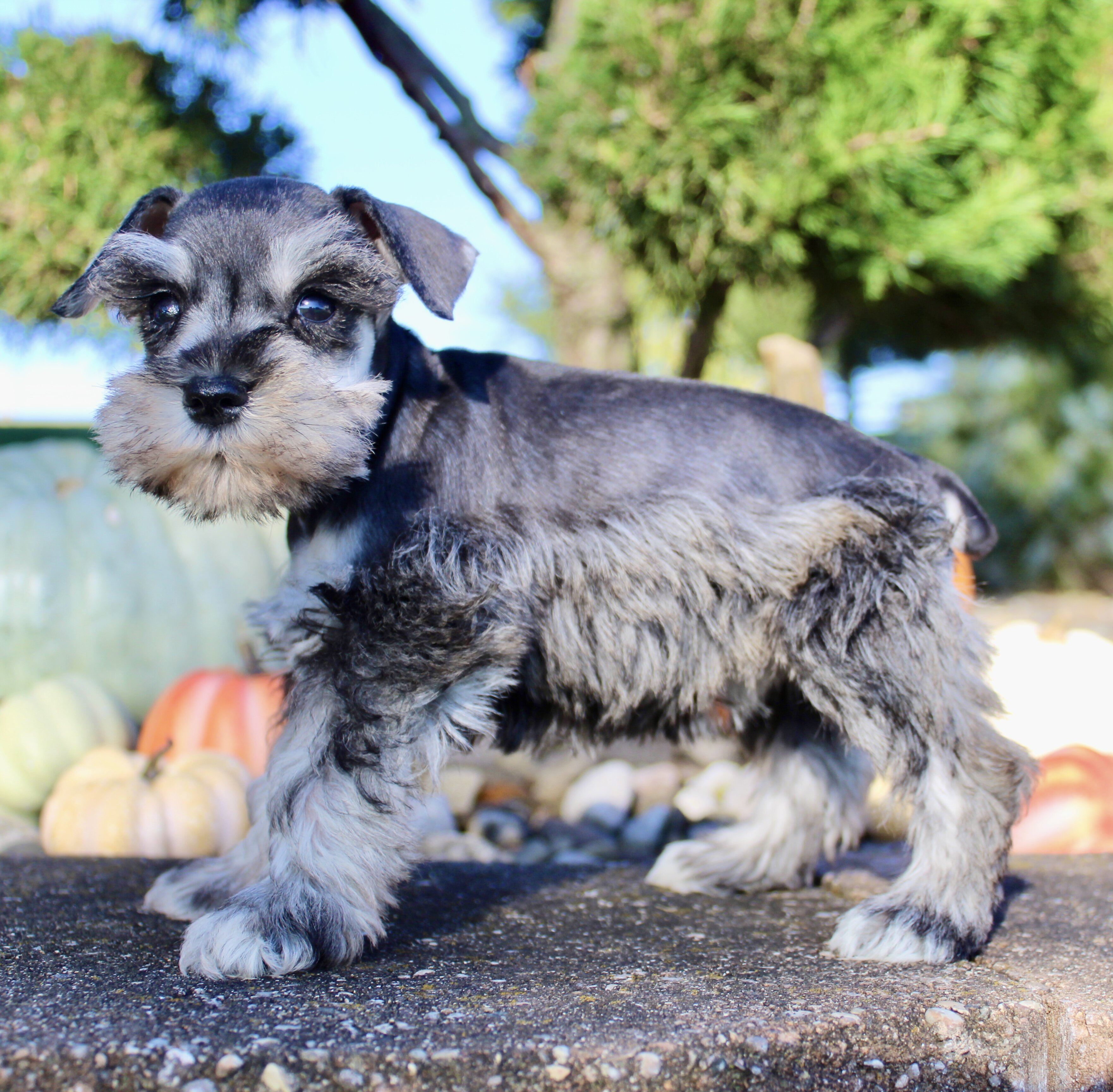Lily Female AKC Mini Schnauzer image 7