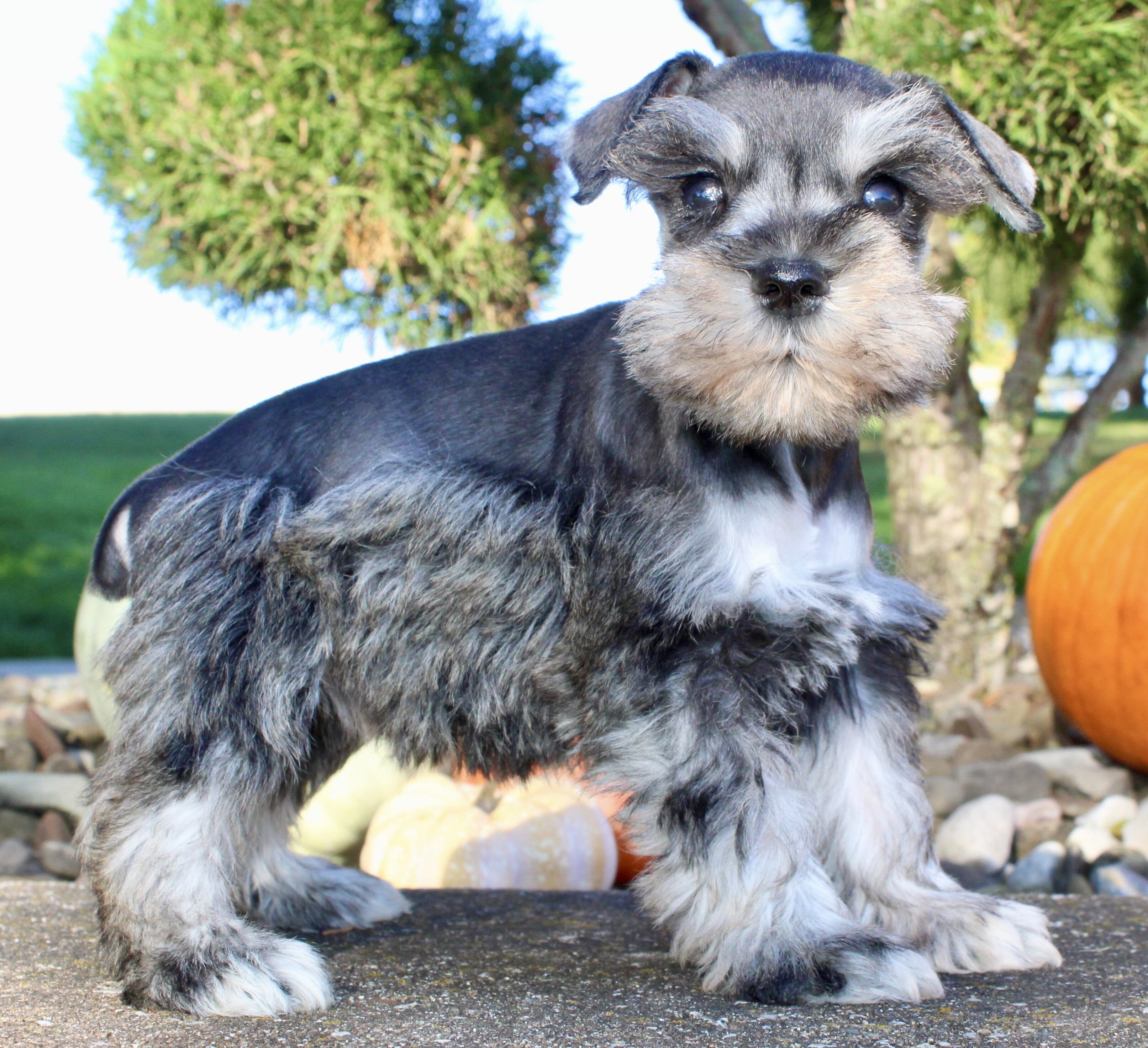 Lily Female AKC Mini Schnauzer image 8