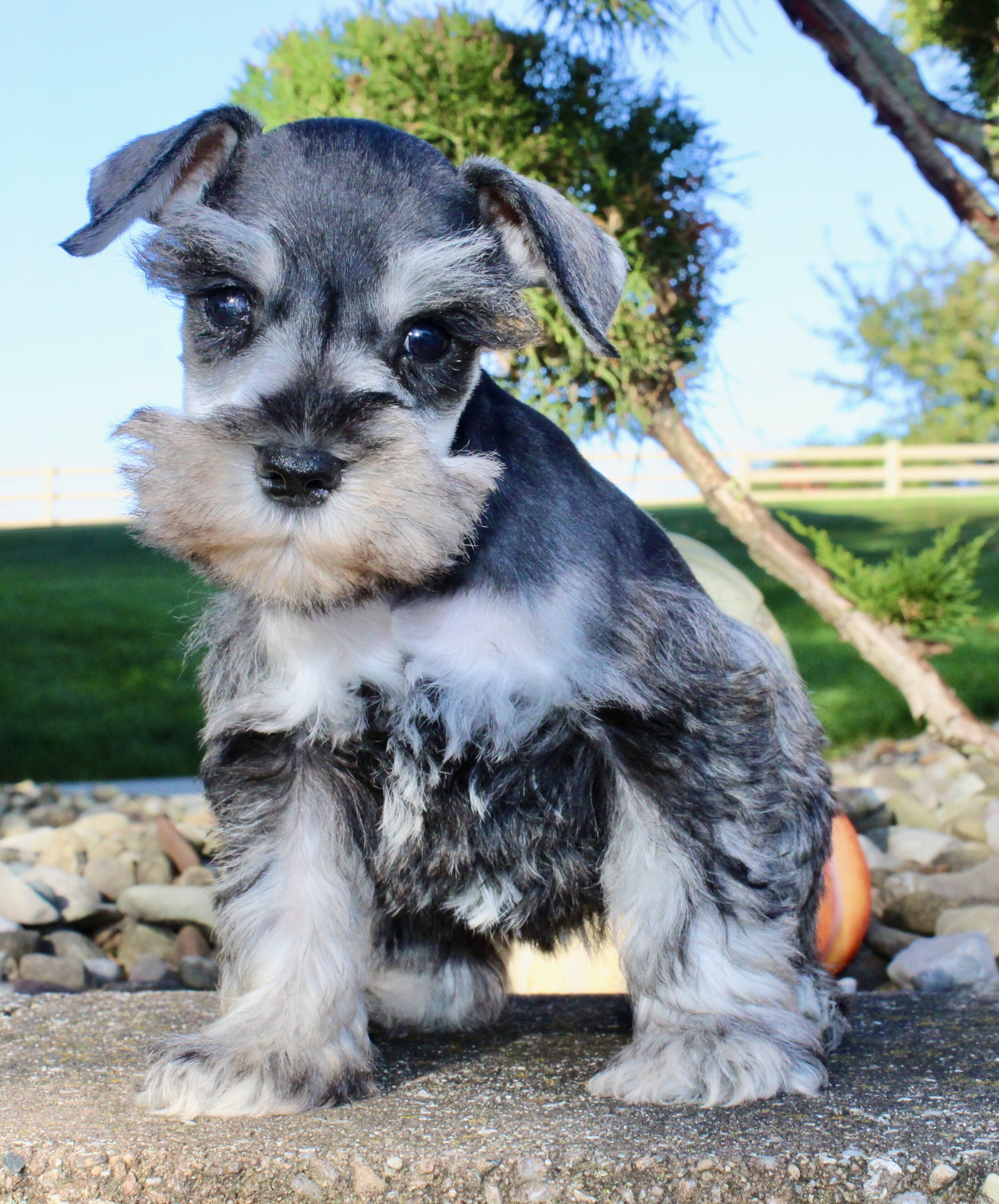 Lily Female AKC Mini Schnauzer image 6
