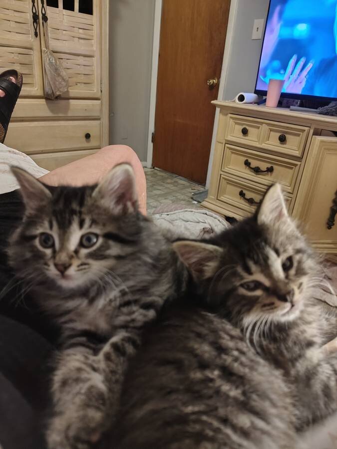 Adorable Maine Coon kittens seeking new families image 1