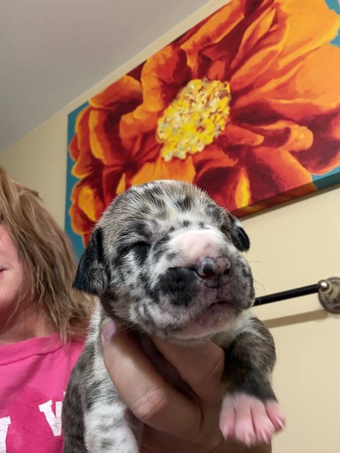 Pure Great Dane Puppies image 1