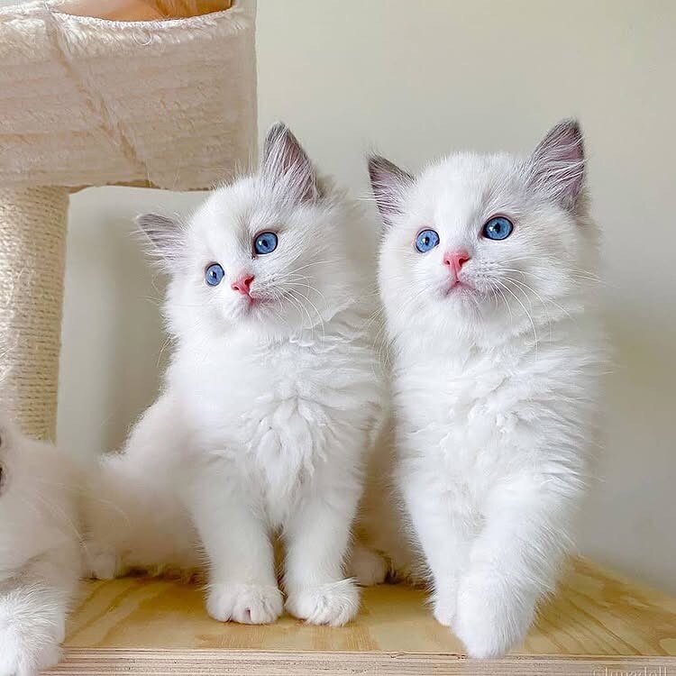 Ragdoll Kittens Available image 1