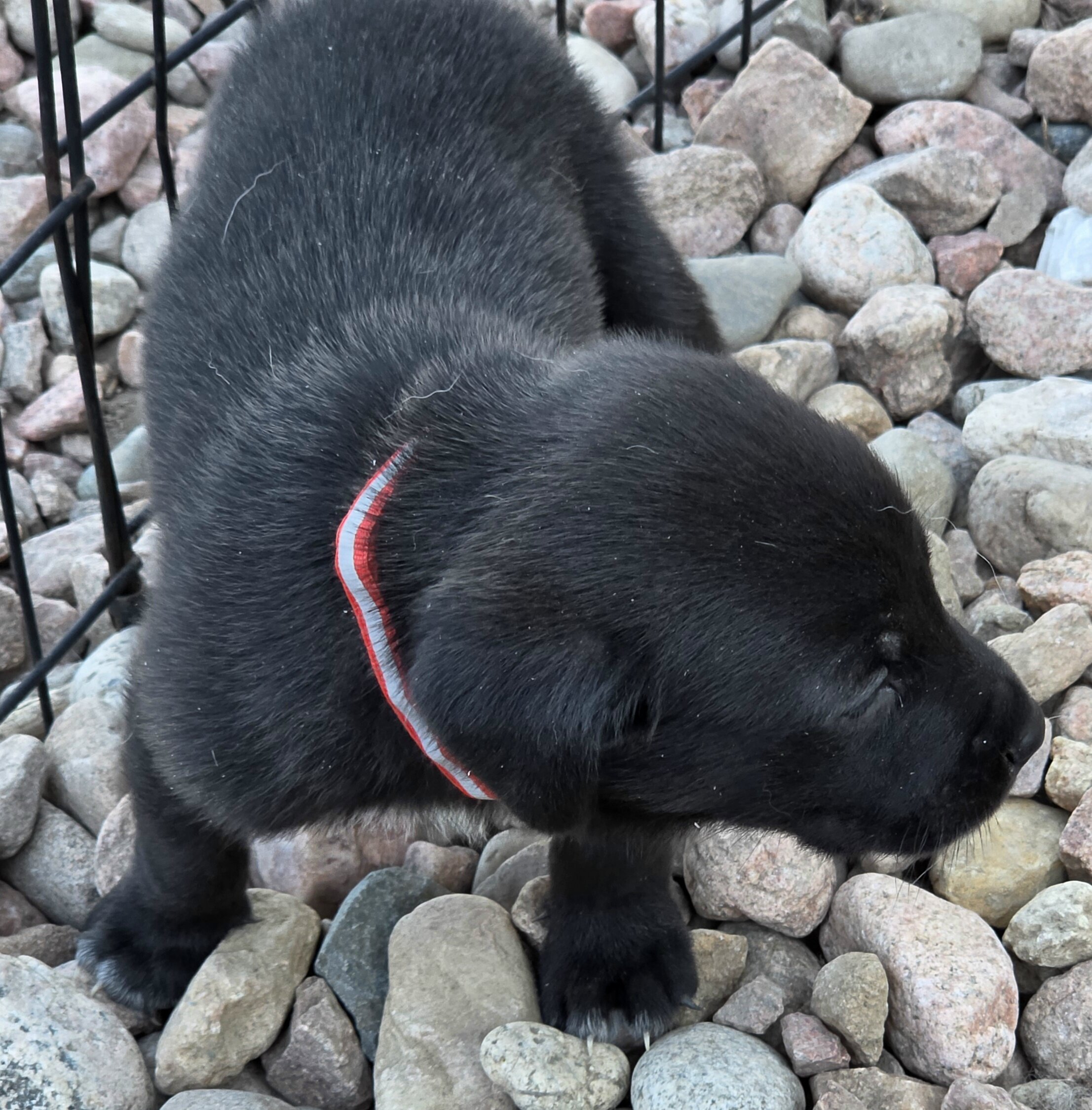 Golden Pyrenees/Weimaraner Mix Puppies image 1