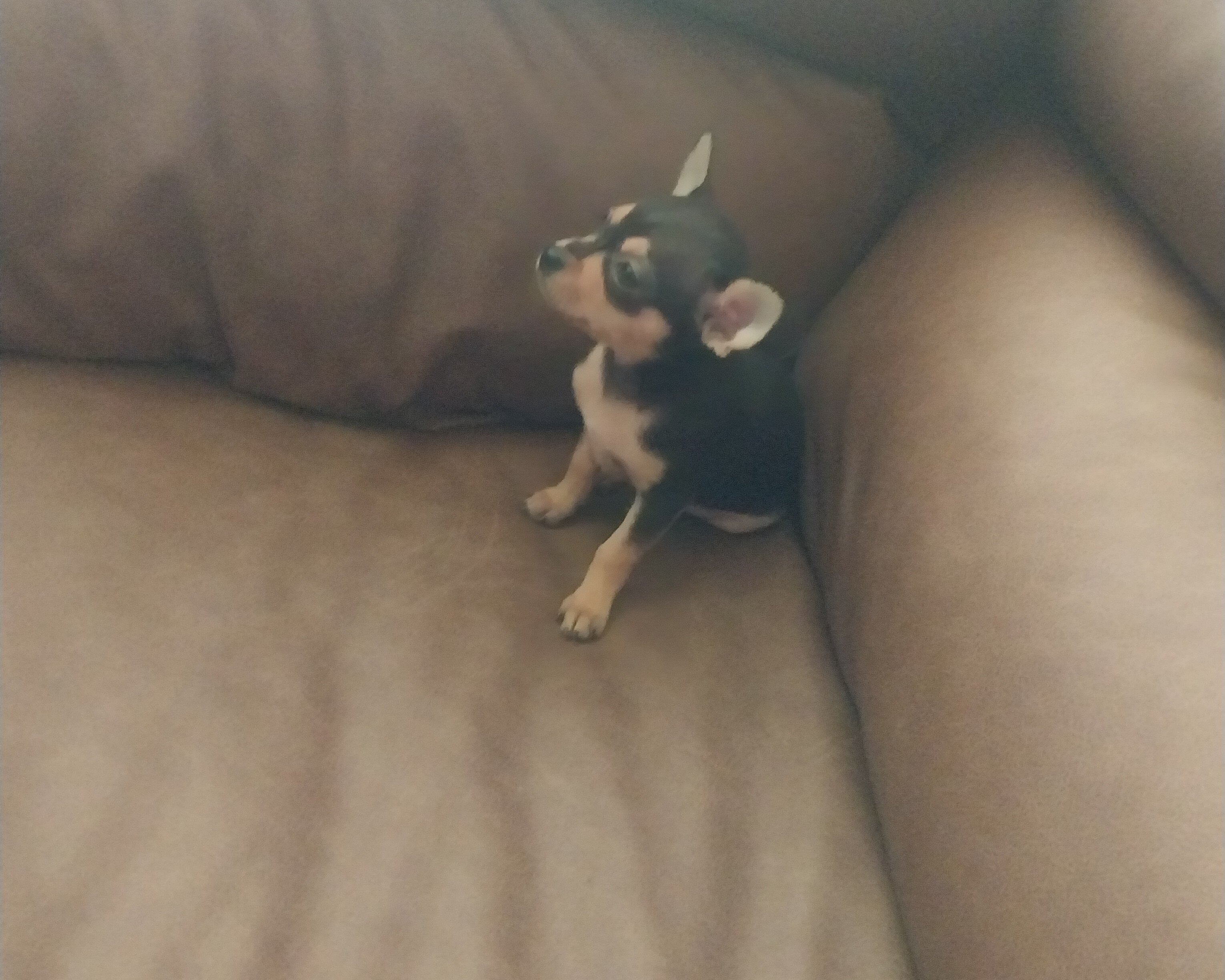 Puppy image 1