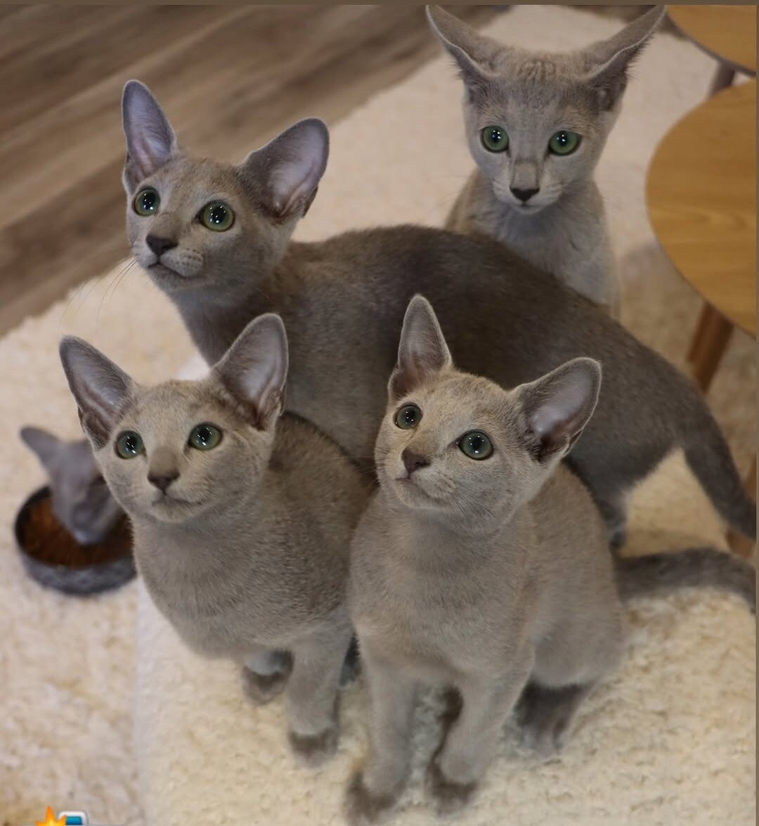 Russian blue kitten image 1